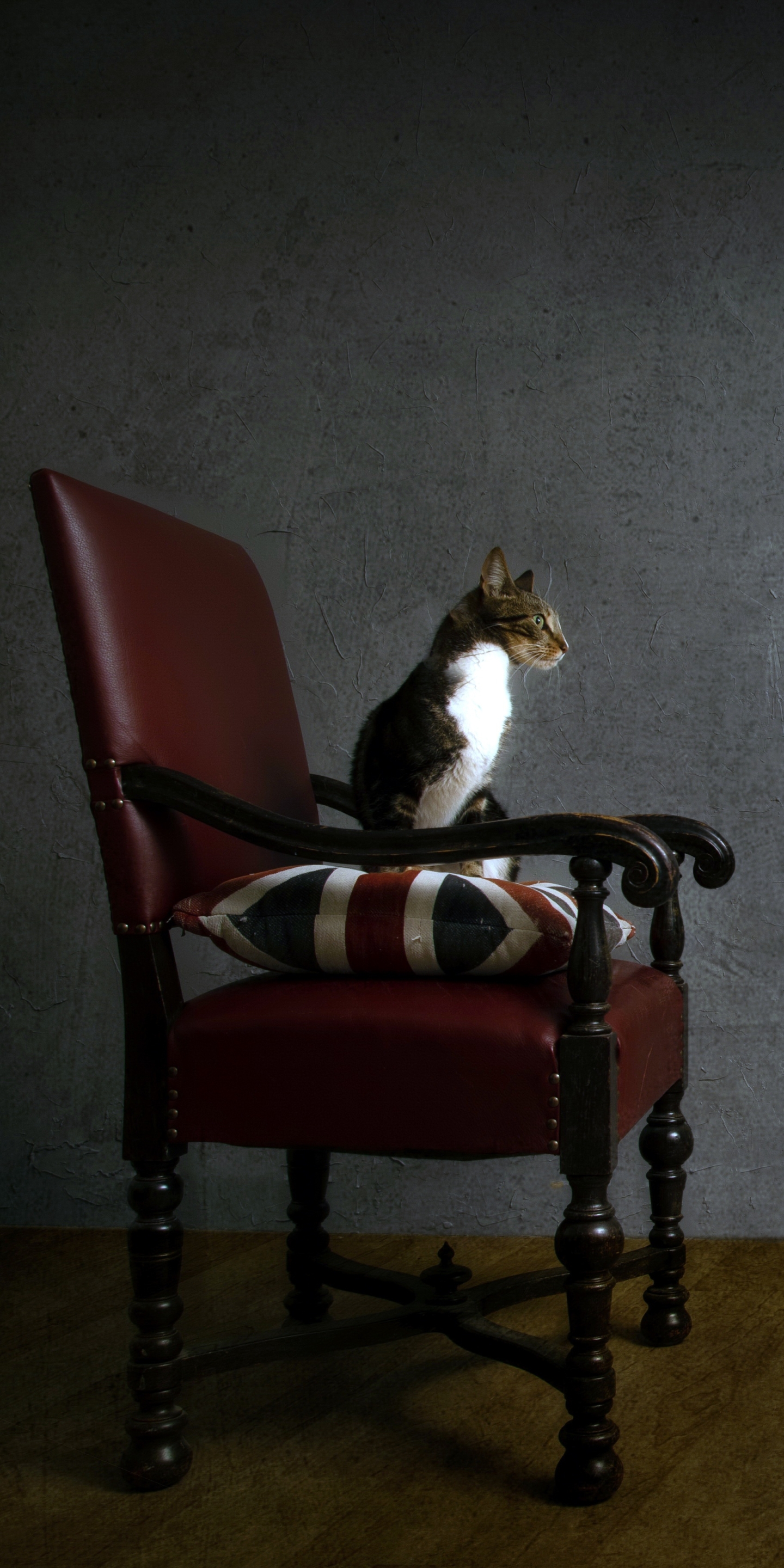 Download mobile wallpaper Cats, Cat, Chair, Animal for free.