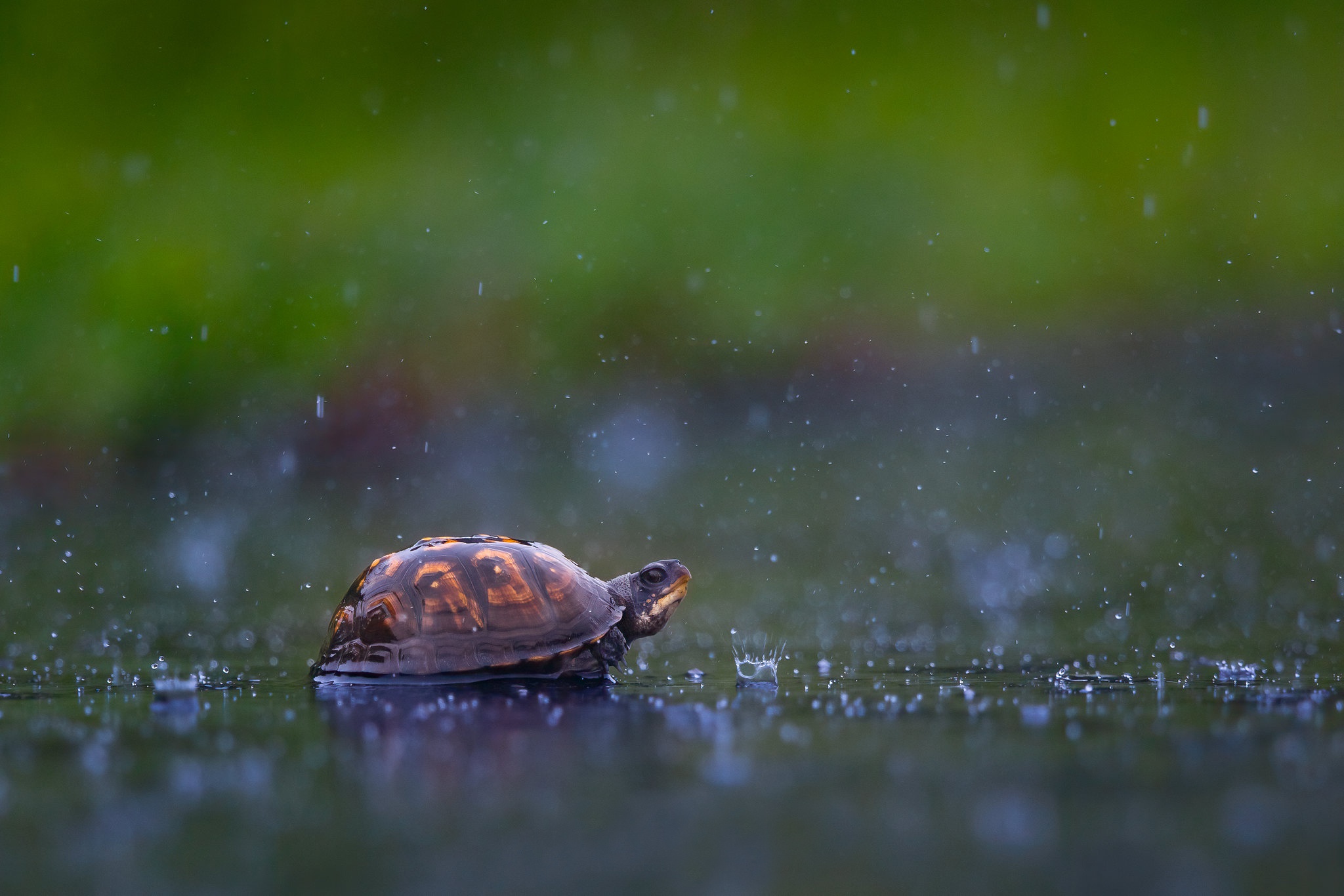 Free download wallpaper Turtles, Rain, Animal, Turtle on your PC desktop