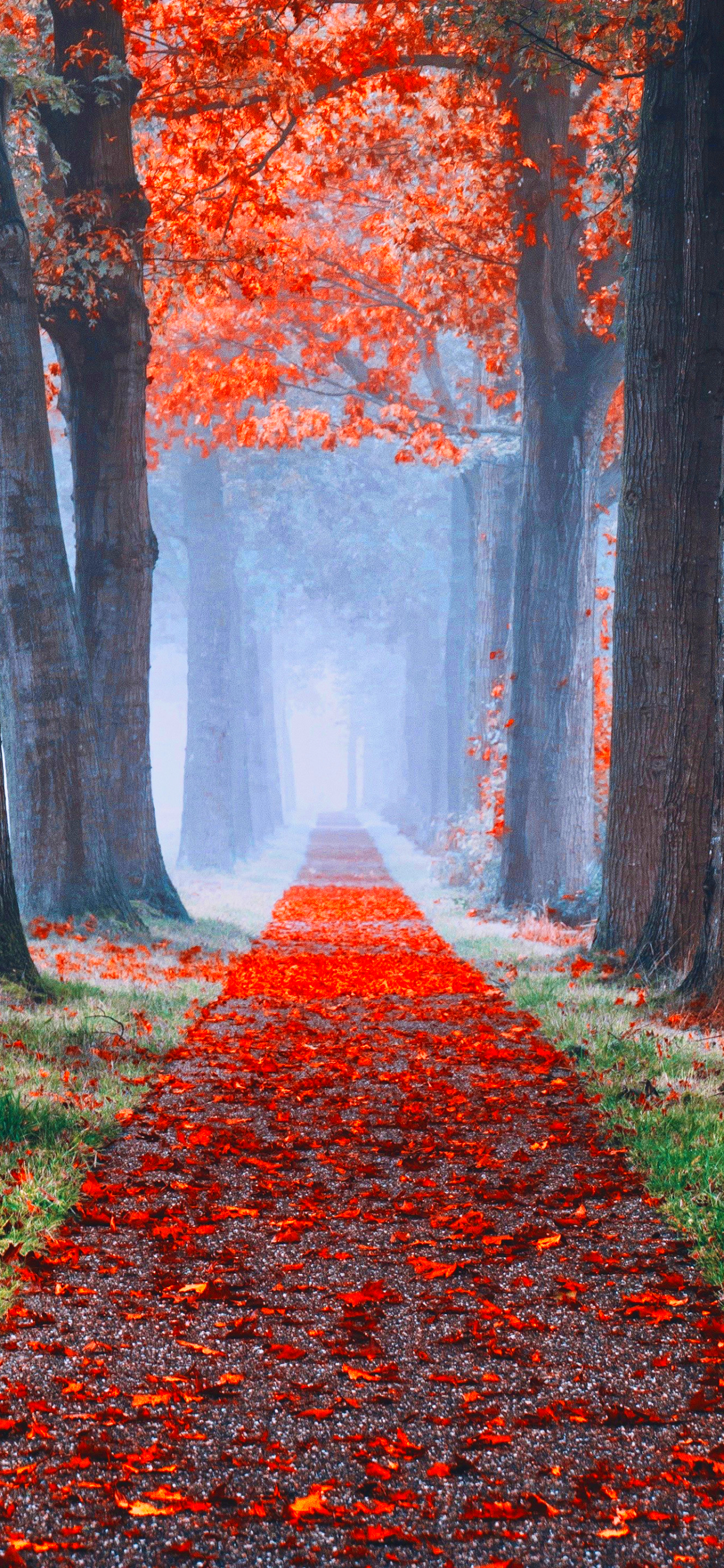 Download mobile wallpaper Tree, Fall, Path, Man Made for free.