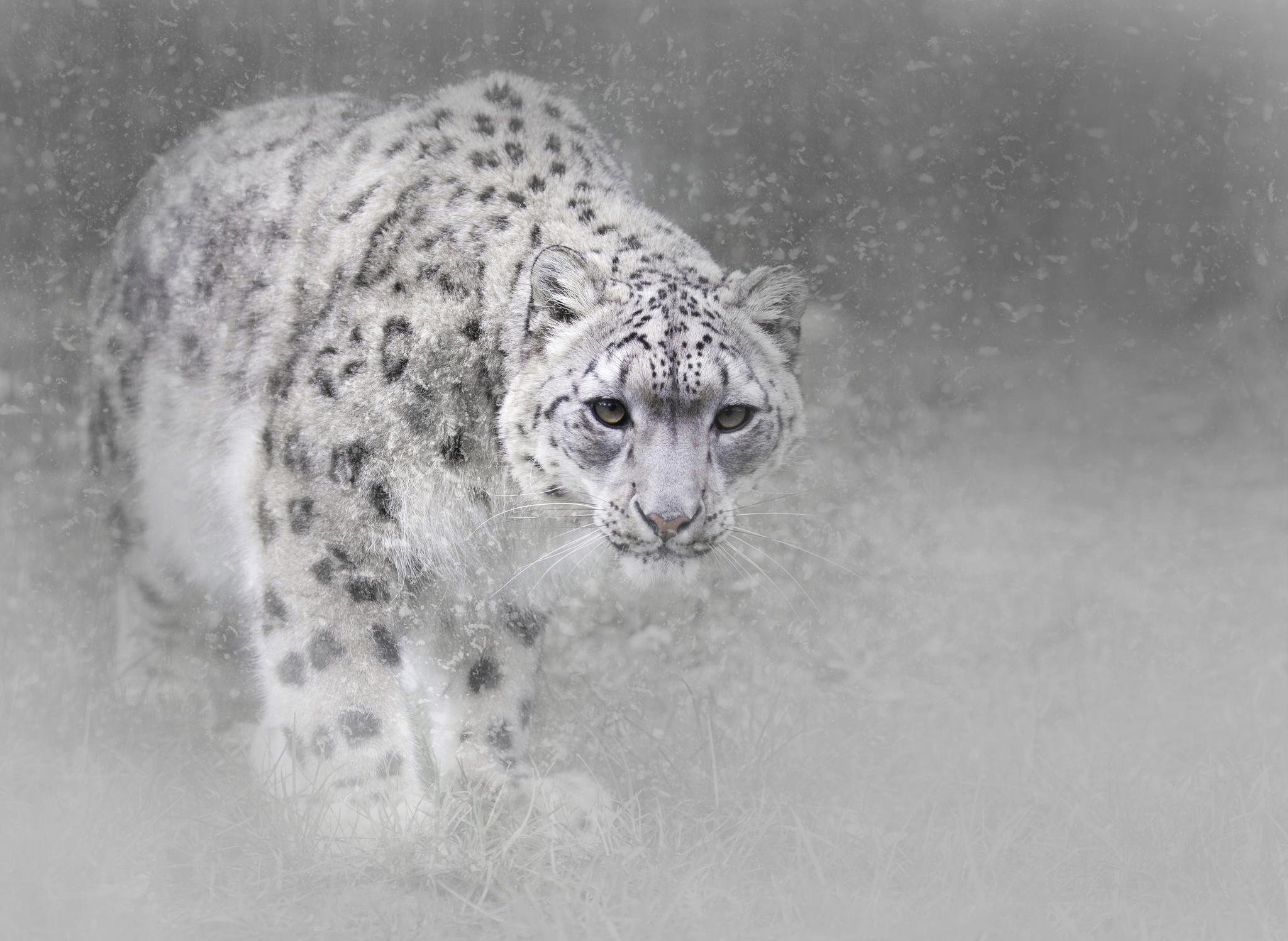 snow leopard, animal, snowfall, cats