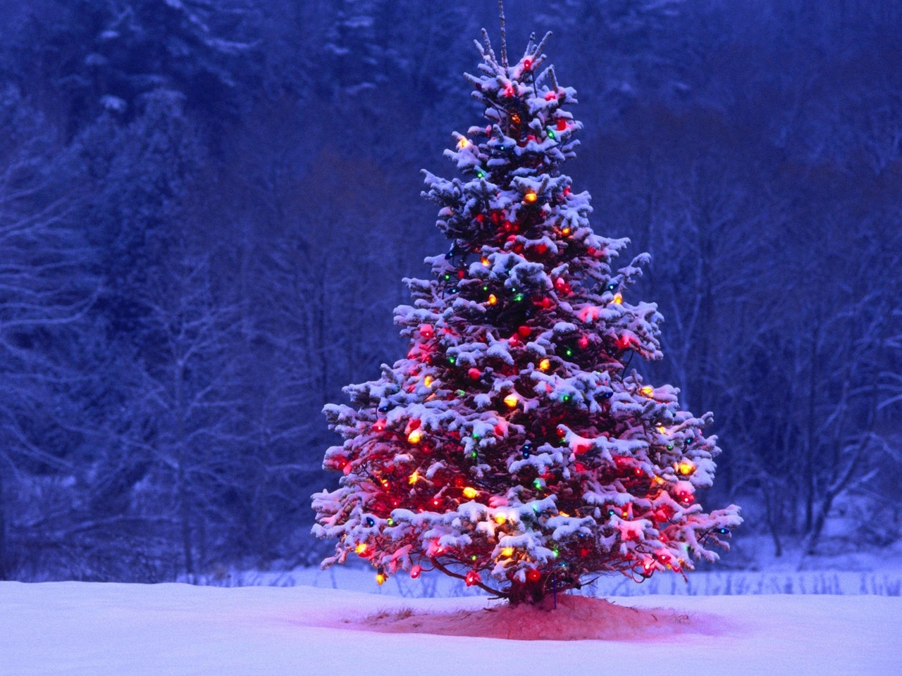 無料モバイル壁紙祝日, モミの木, 木, 新年をダウンロードします。
