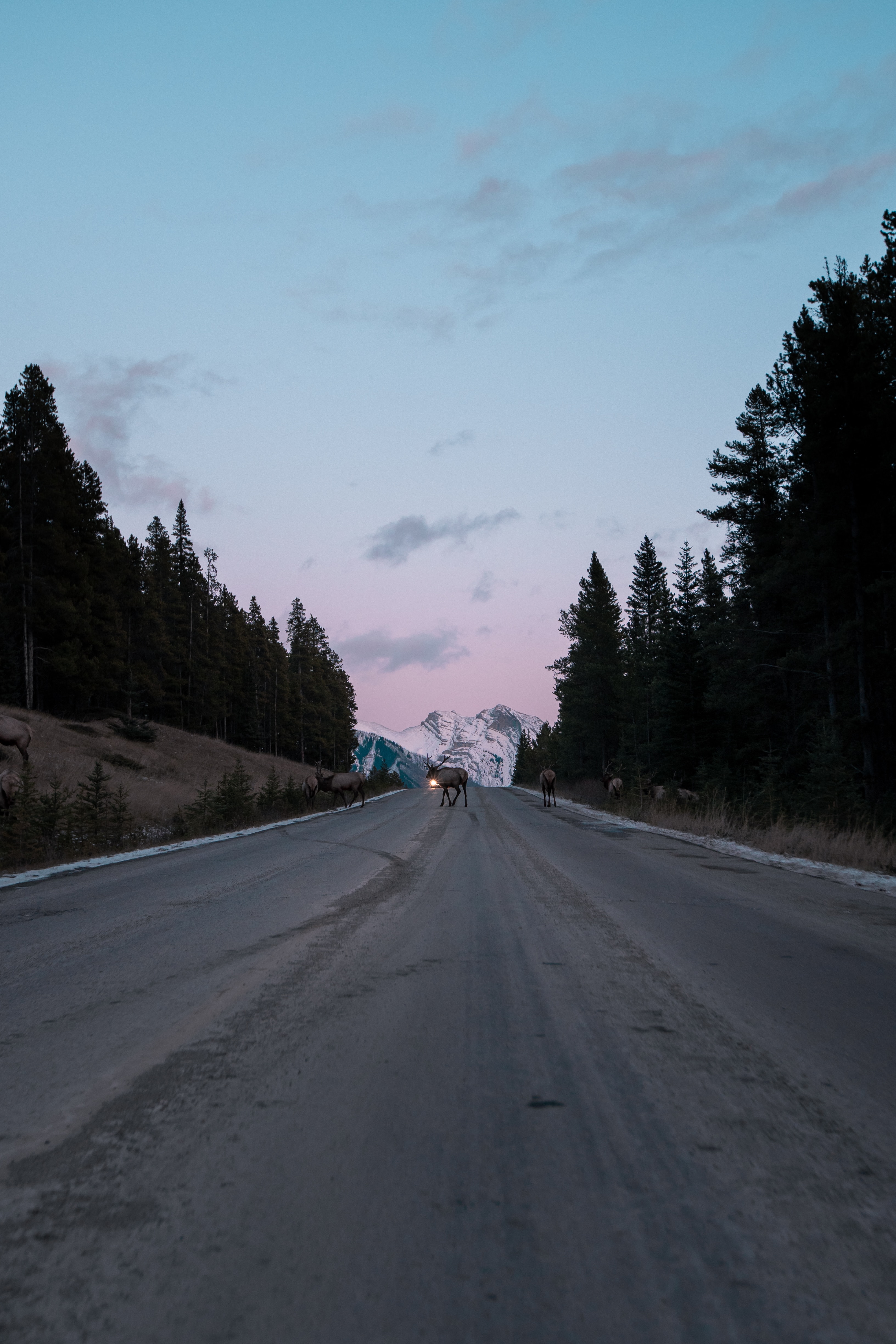 nature, twilight, deers, road, asphalt, dusk Image for desktop