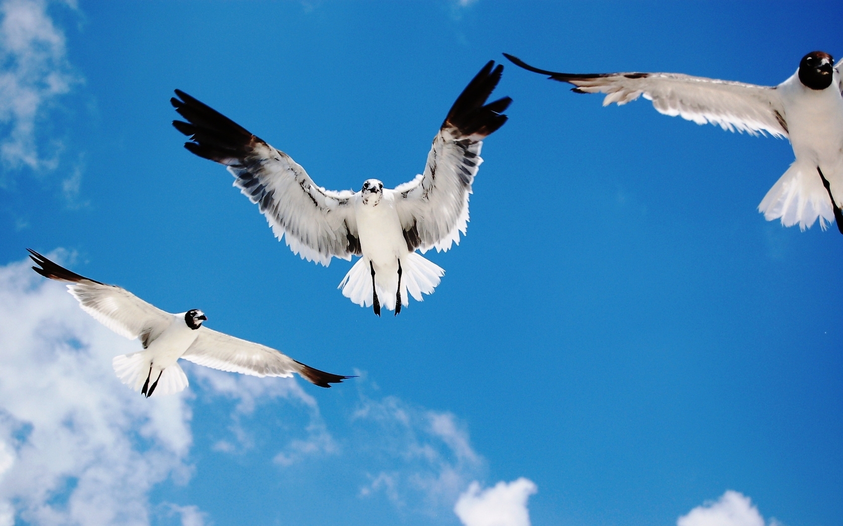 Laden Sie das Sky, Tiere, Vögel-Bild kostenlos auf Ihren PC-Desktop herunter