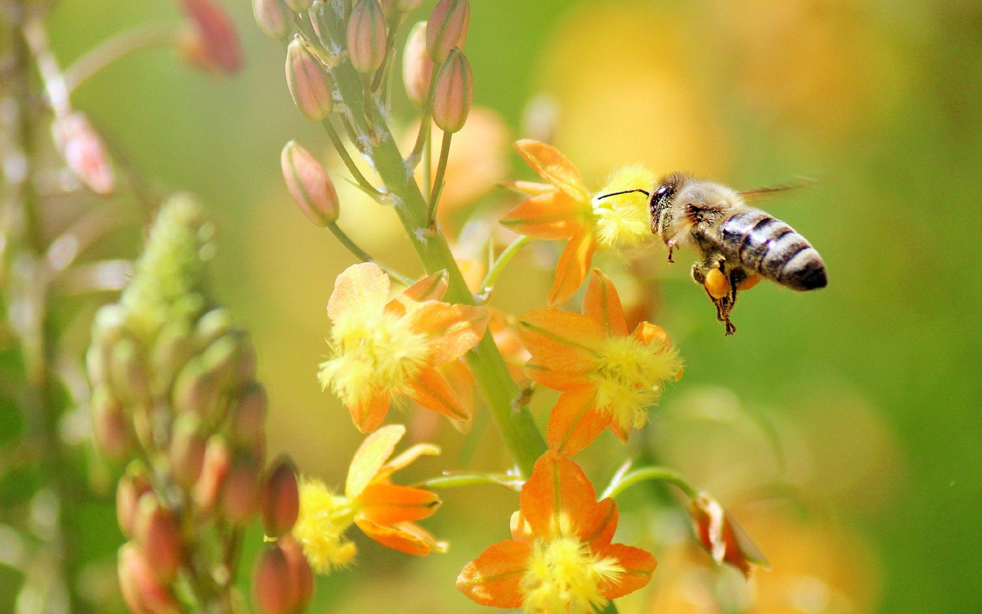 Скачать обои бесплатно Макро, Пчела, Полет, Трава, Растение картинка на рабочий стол ПК