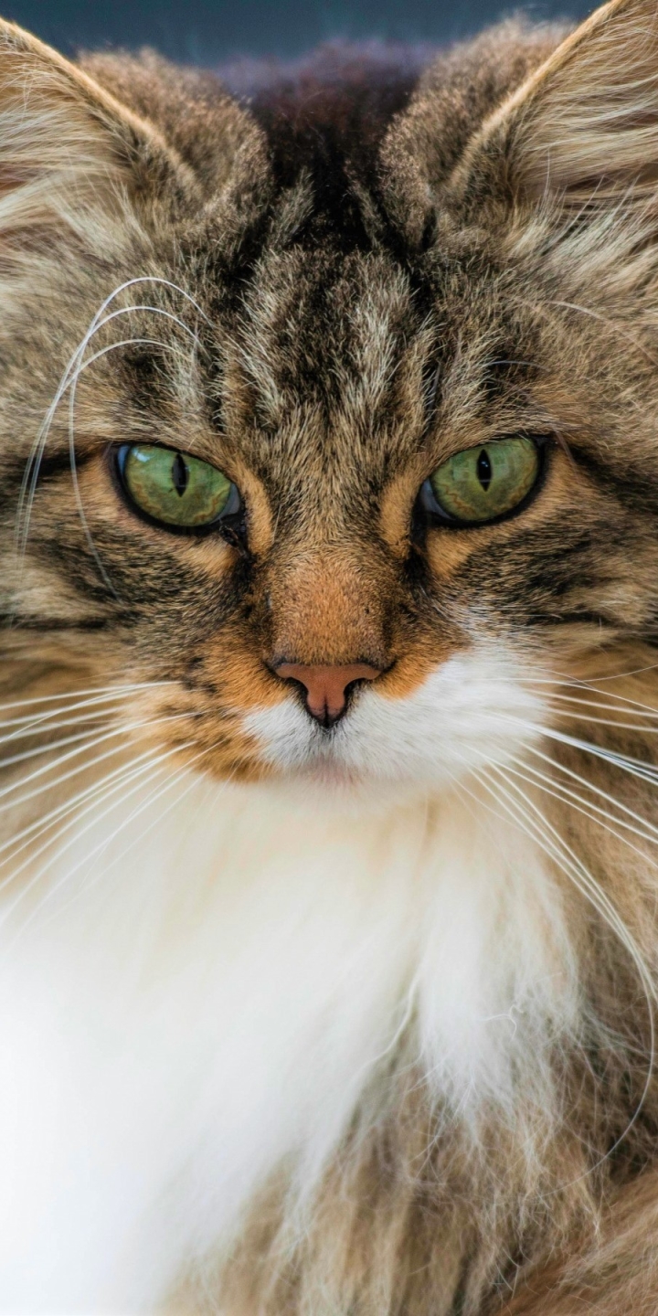 無料モバイル壁紙動物, ネコ, 猫, 緑の目, 三毛猫ねこネコをダウンロードします。