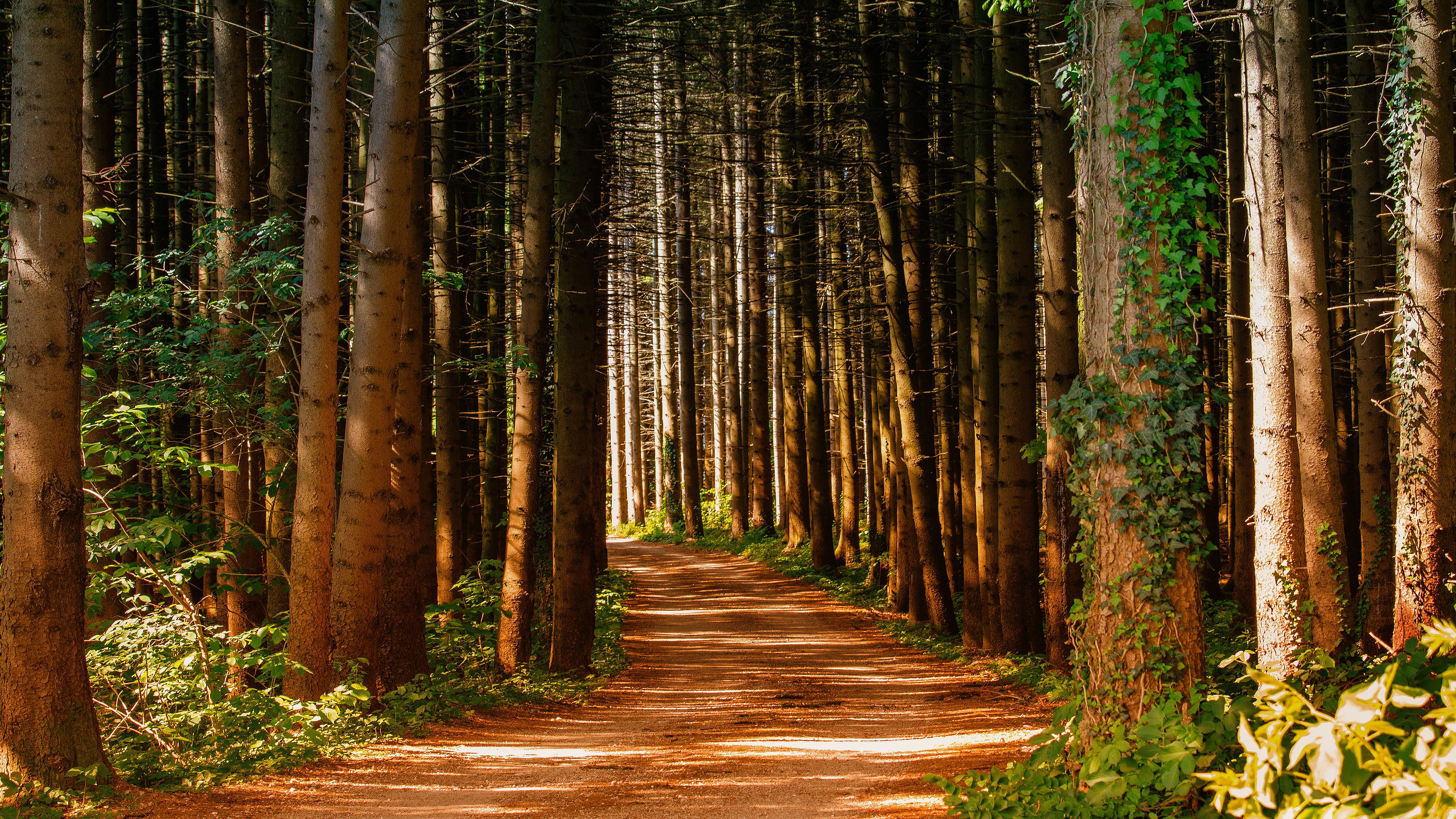 Download mobile wallpaper Forest, Path, Ivy, Man Made, Pine Tree for free.
