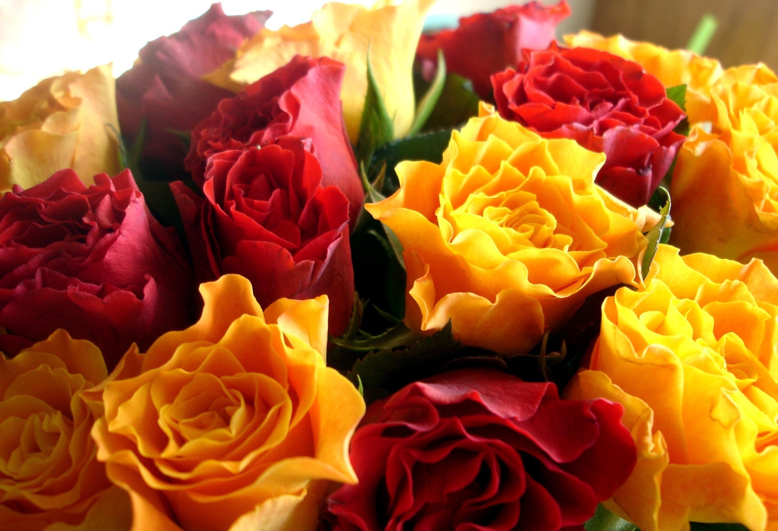 131326 скачать обои розы, цветы, бутоны, разноцветные, махровые - заставки и картинки бесплатно