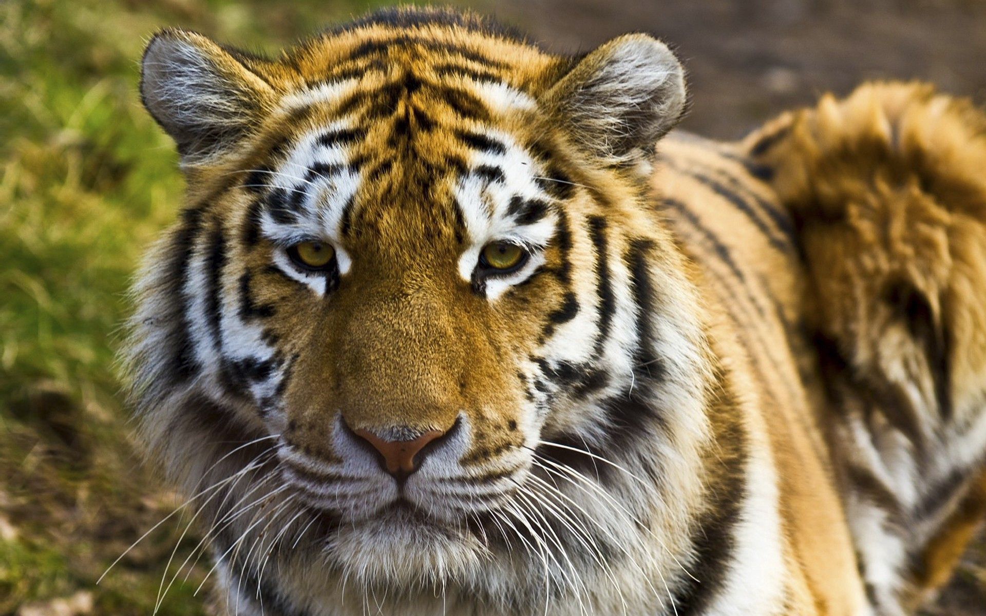 animals, big cat, muzzle, striped, tiger Full HD