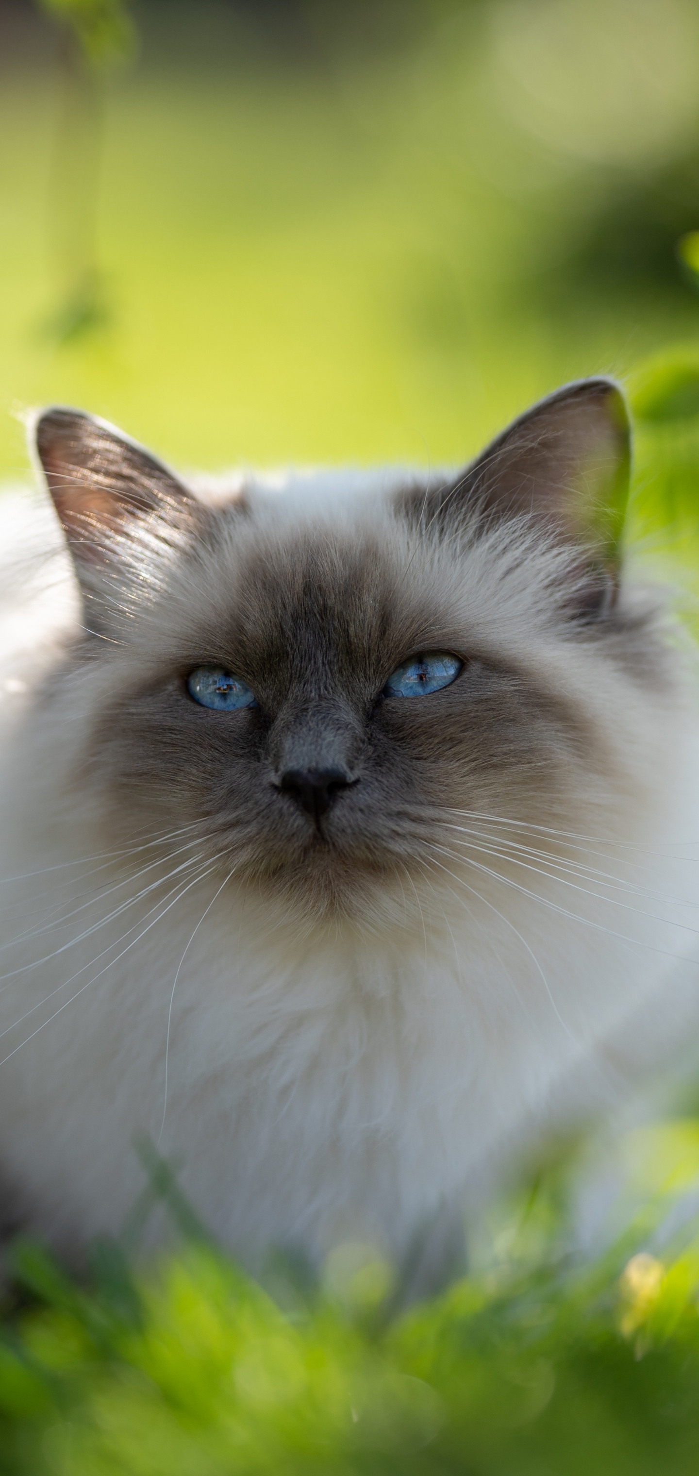 PCデスクトップに動物, ネコ, 猫, ラグドール画像を無料でダウンロード