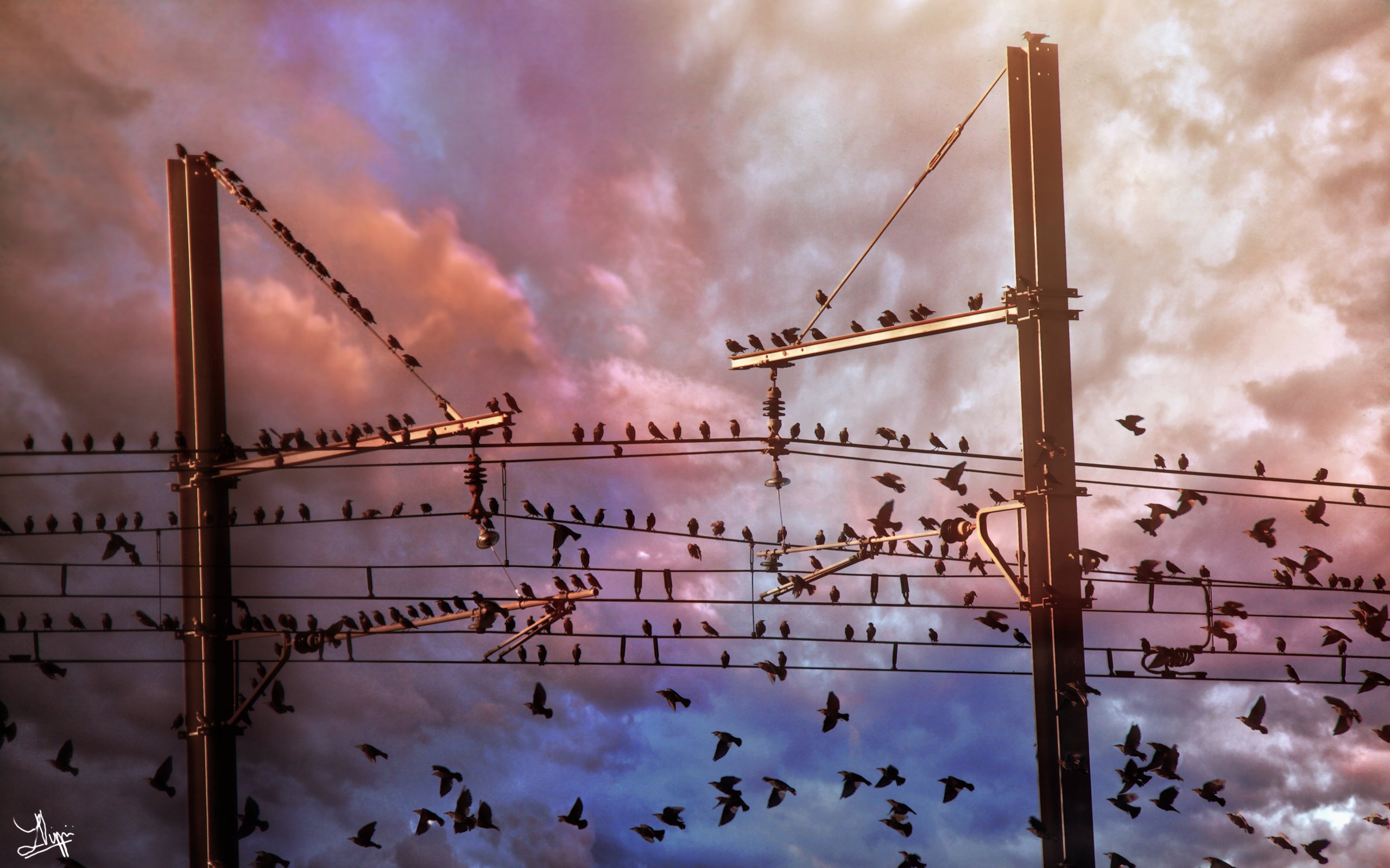 animal, bird, wire, birds