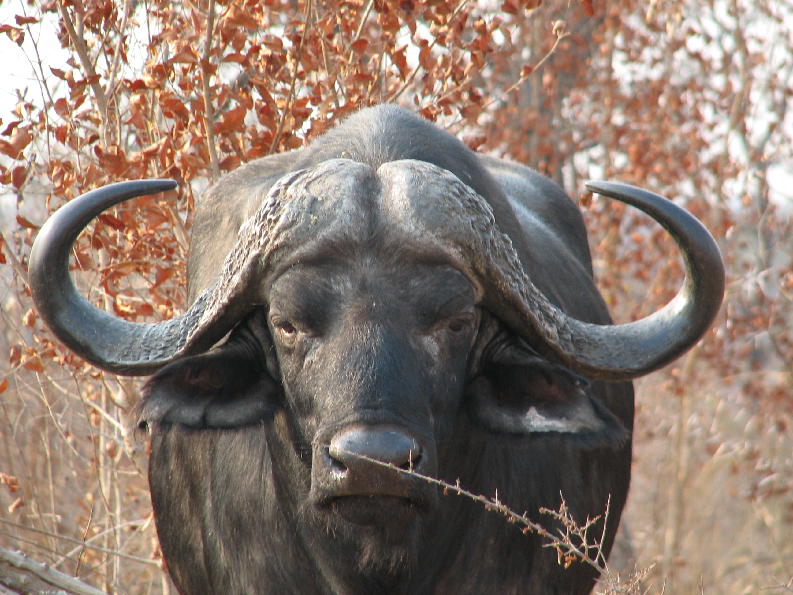 792556 descargar imagen animales, búfalo africano: fondos de pantalla y protectores de pantalla gratis