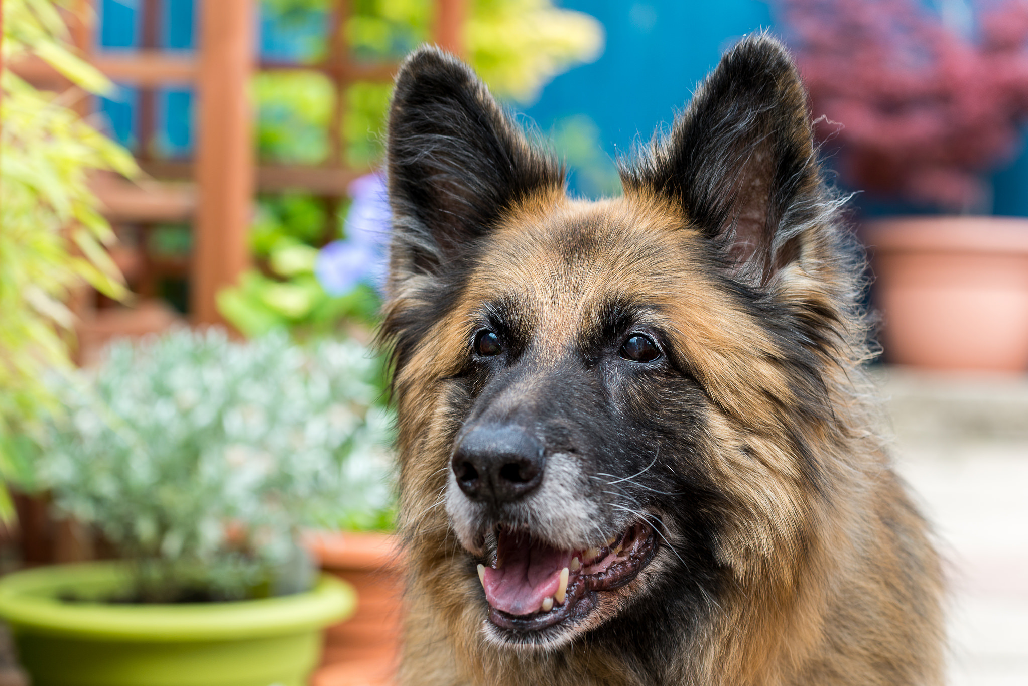 Baixar papel de parede para celular de Animais, Cães, Cão, Focinho, Pastor Alemão gratuito.