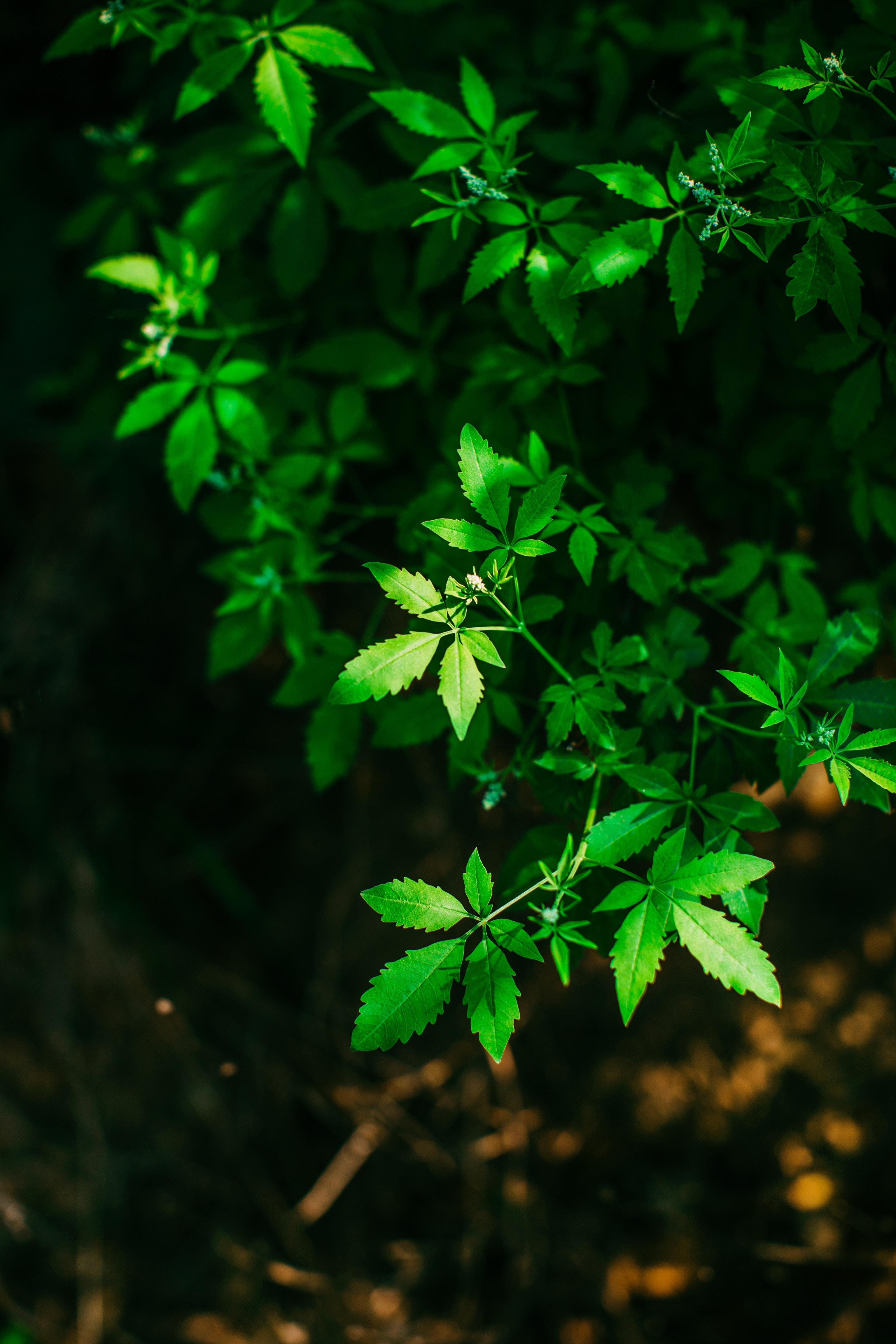 branches, leaves, green, plant, macro, blur, smooth, carved