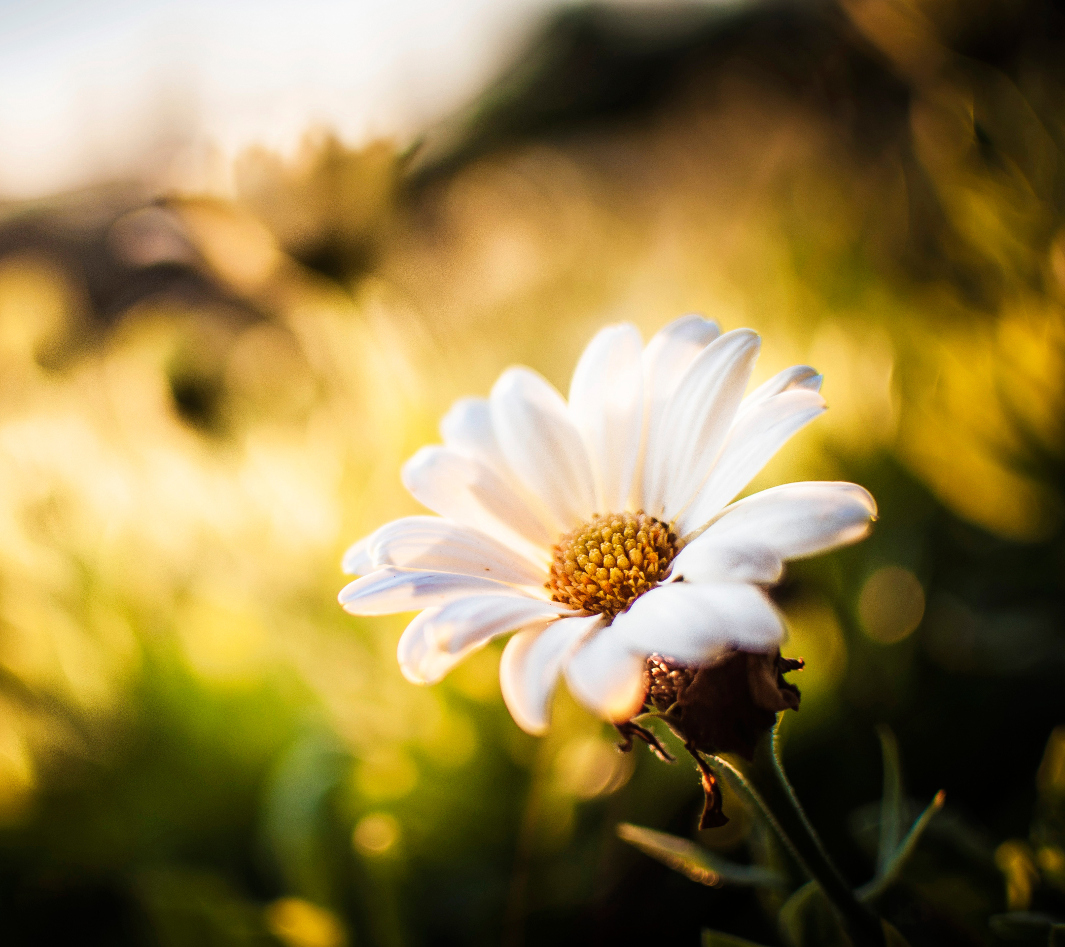 Free download wallpaper Nature, Flowers, Camomile, Flower, Earth, Bokeh, Sunny, White Flower on your PC desktop