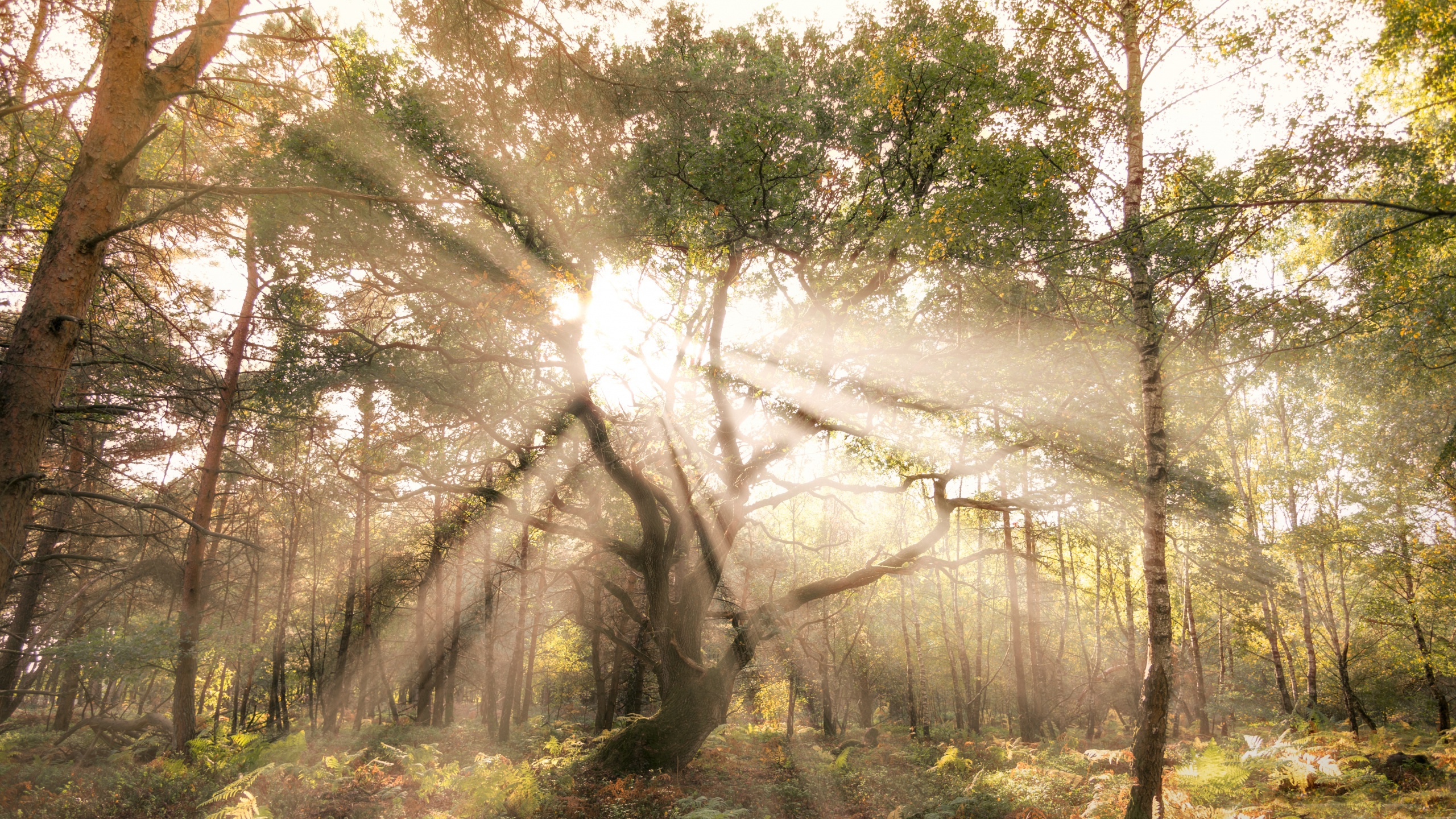 Free download wallpaper Nature, Forest, Tree, Earth, Sunbeam on your PC desktop