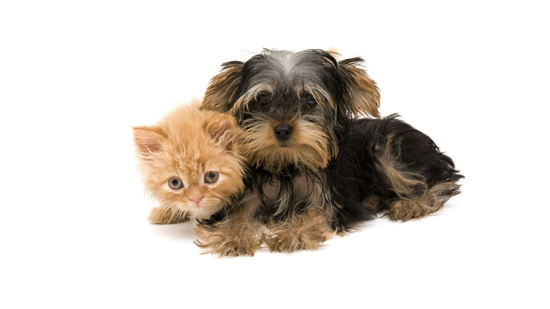 871367 descargar imagen animales, perro y gato, bebe animal, gato, lindo, perro, gatito, parejas, yorkshire terrier: fondos de pantalla y protectores de pantalla gratis