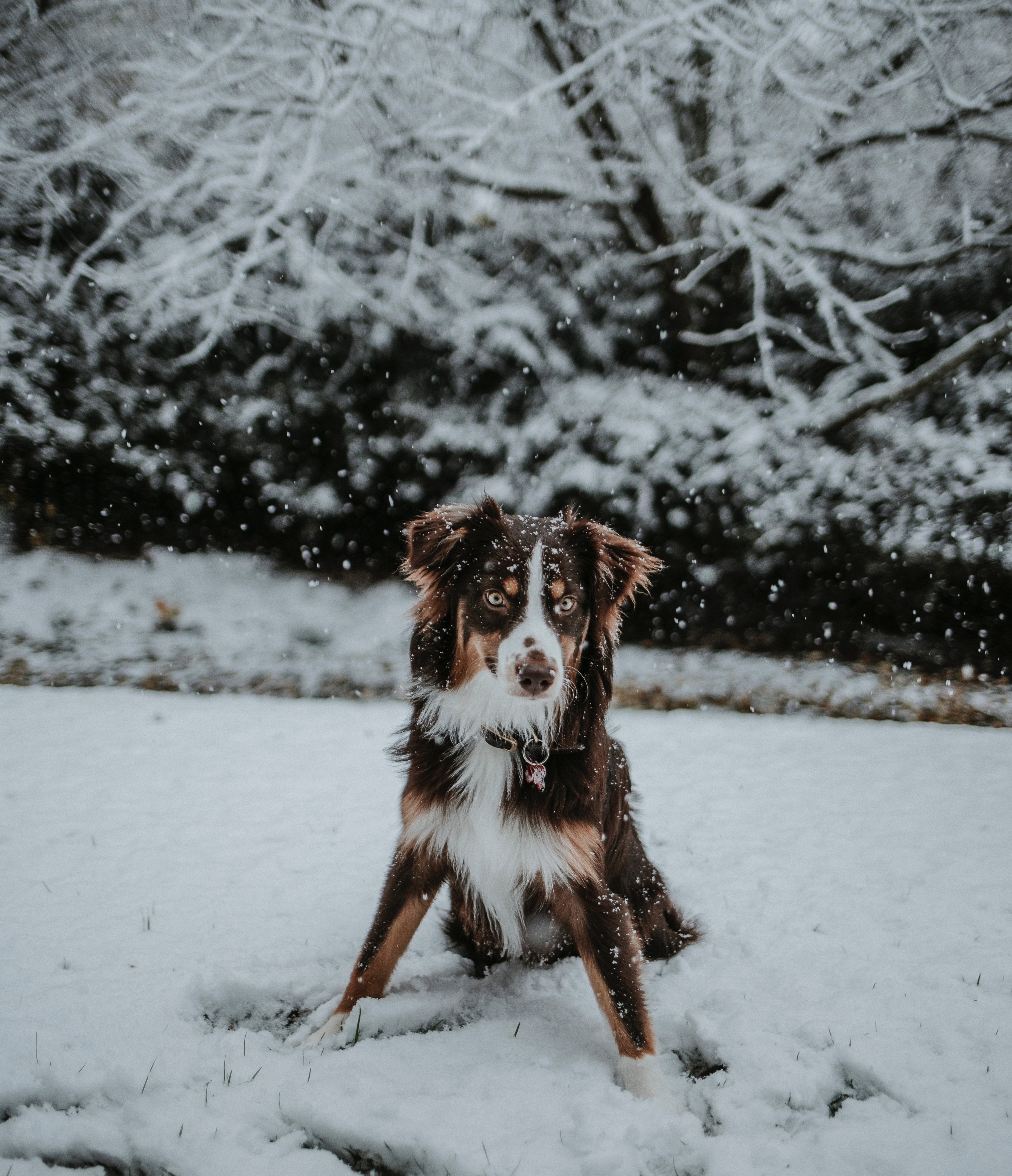 Laden Sie das Spielerische, Spielerisch, Tiere, Schnee, Hund, Winter-Bild kostenlos auf Ihren PC-Desktop herunter