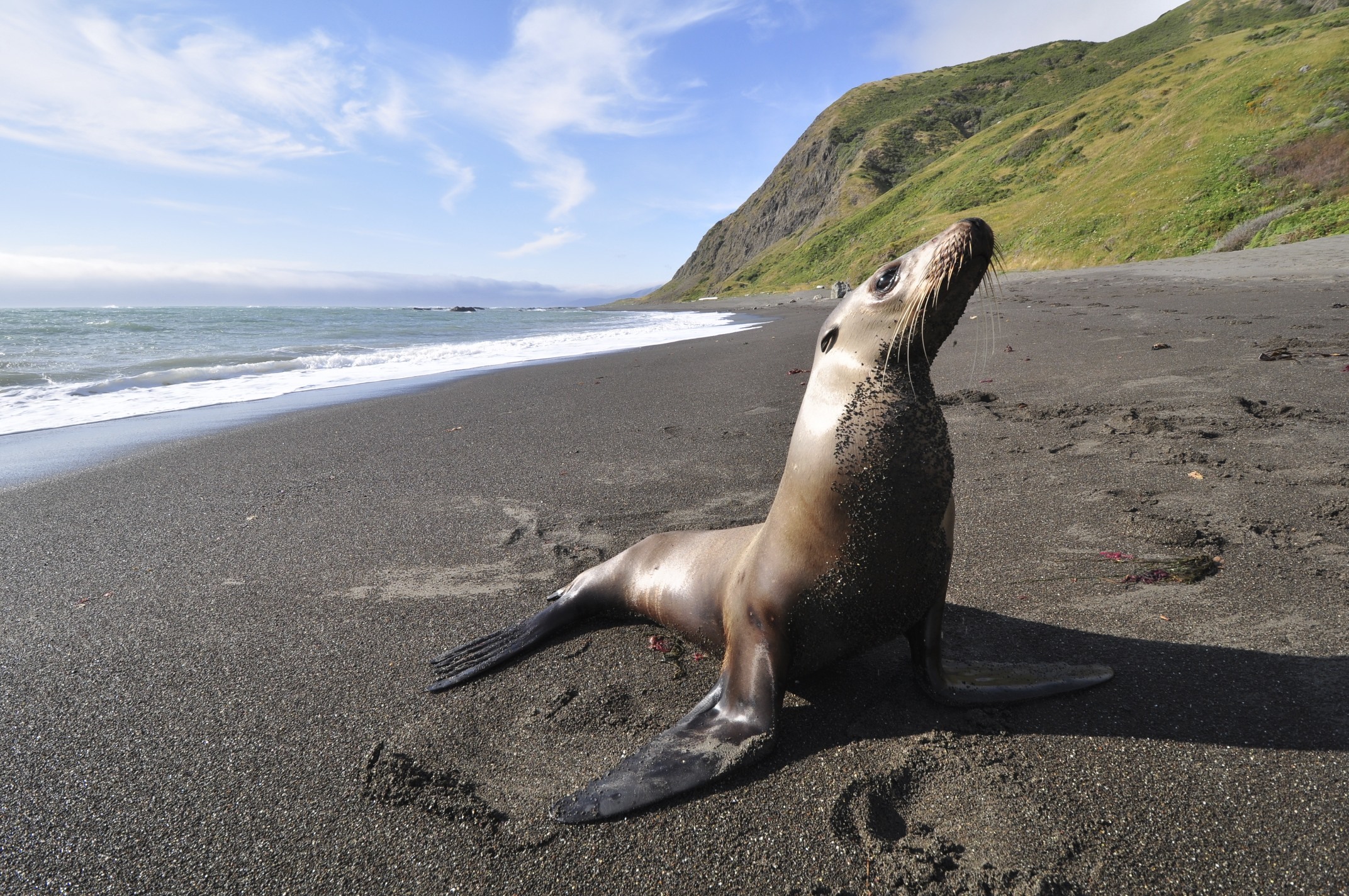 Download mobile wallpaper Beach, Seals, Animal, Coastline, Seal for free.