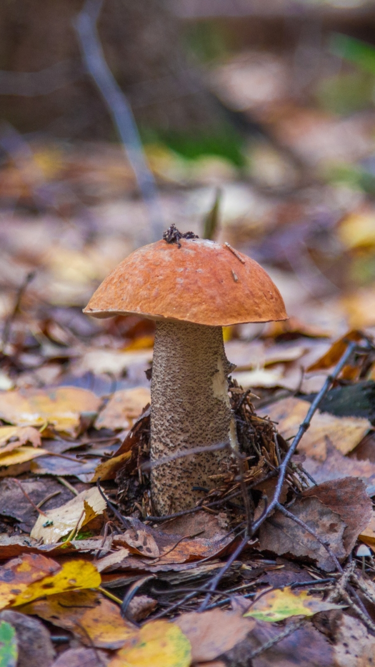 Handy-Wallpaper Natur, Herbst, Nahansicht, Pilz, Erde/natur kostenlos herunterladen.