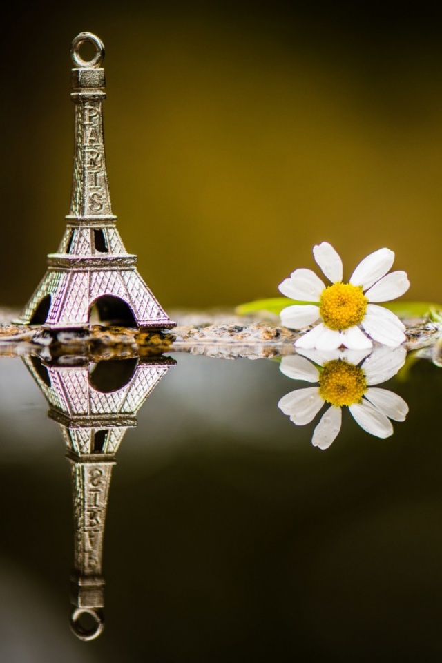 Handy-Wallpaper Eiffelturm, Blume, Gänseblümchen, Fotografie, Spiegelung, Stillleben, Betrachtung kostenlos herunterladen.
