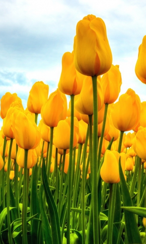 Download mobile wallpaper Flowers, Earth, Tulip for free.