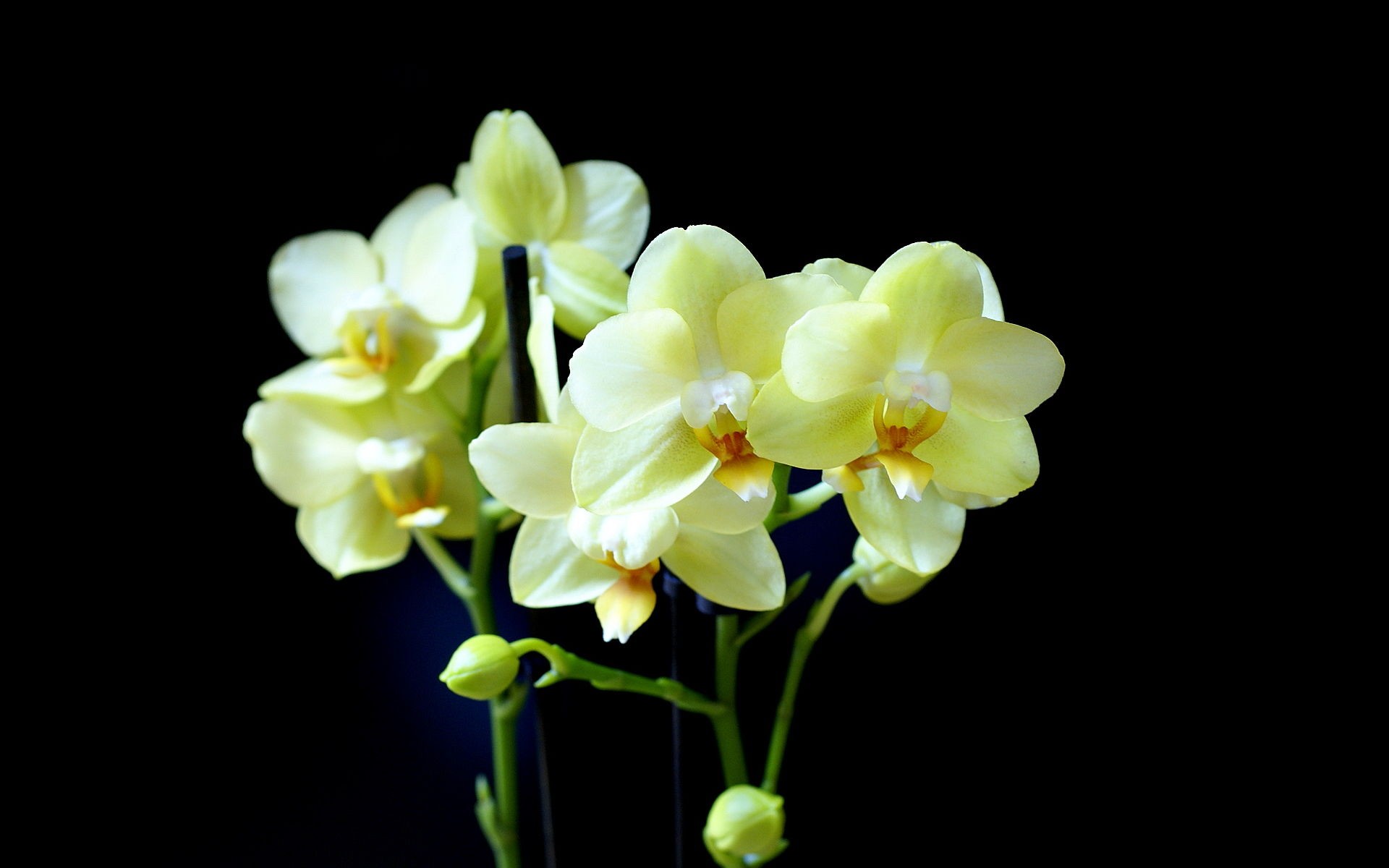 272416 Bildschirmschoner und Hintergrundbilder Orchidee auf Ihrem Telefon. Laden Sie  Bilder kostenlos herunter