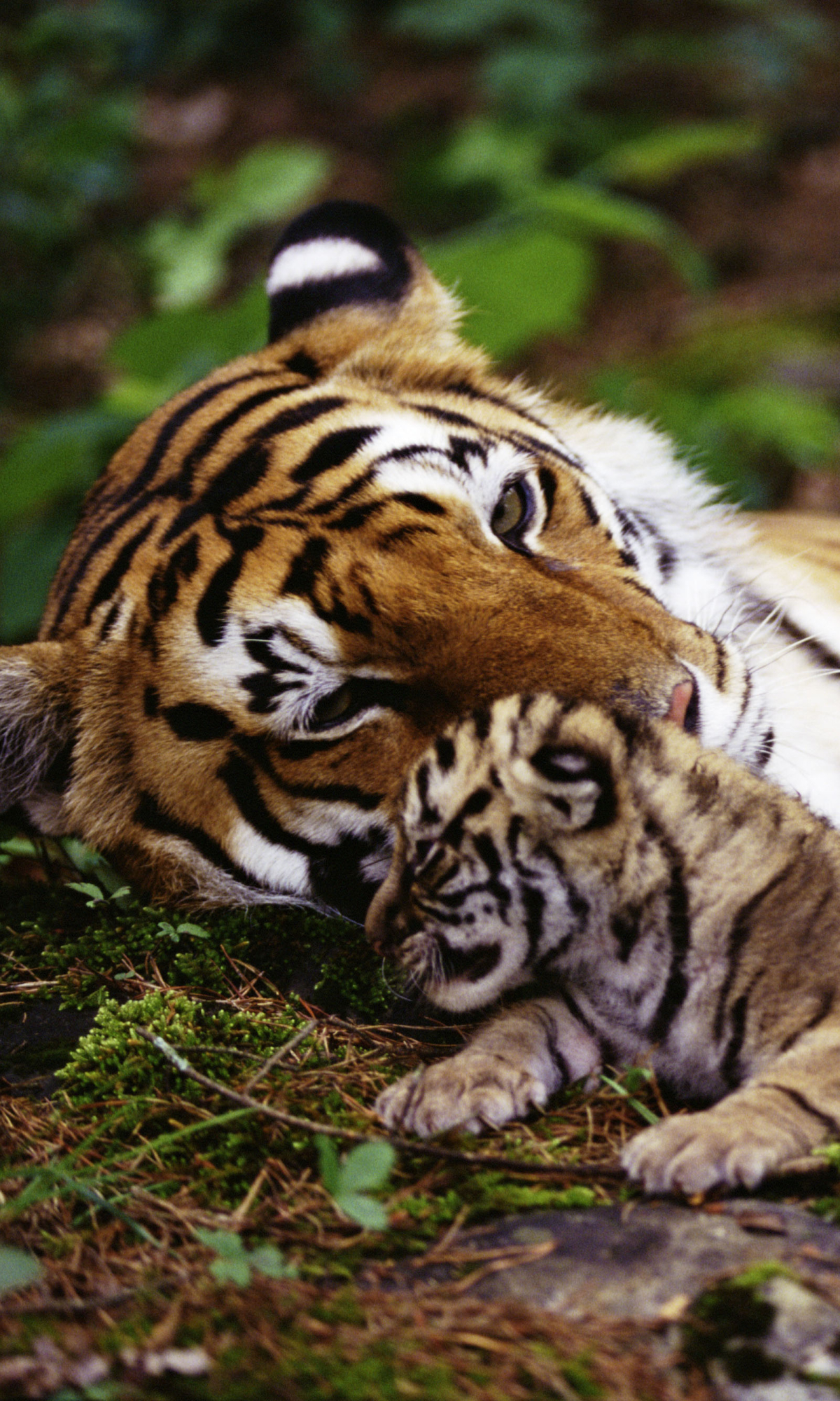 Download mobile wallpaper Cats, Tiger, Animal for free.