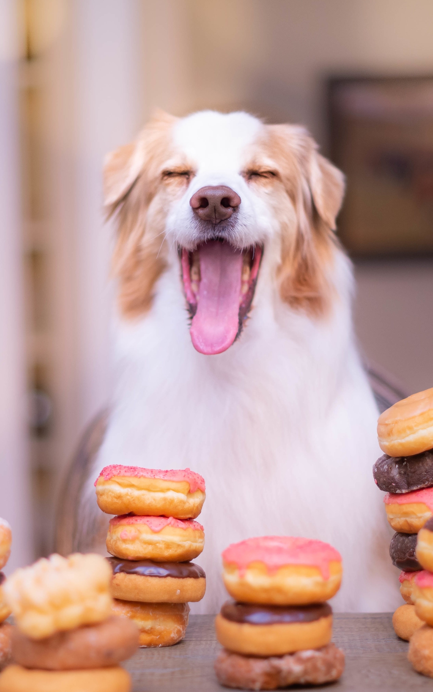 Download mobile wallpaper Dogs, Dog, Animal, Doughnut for free.