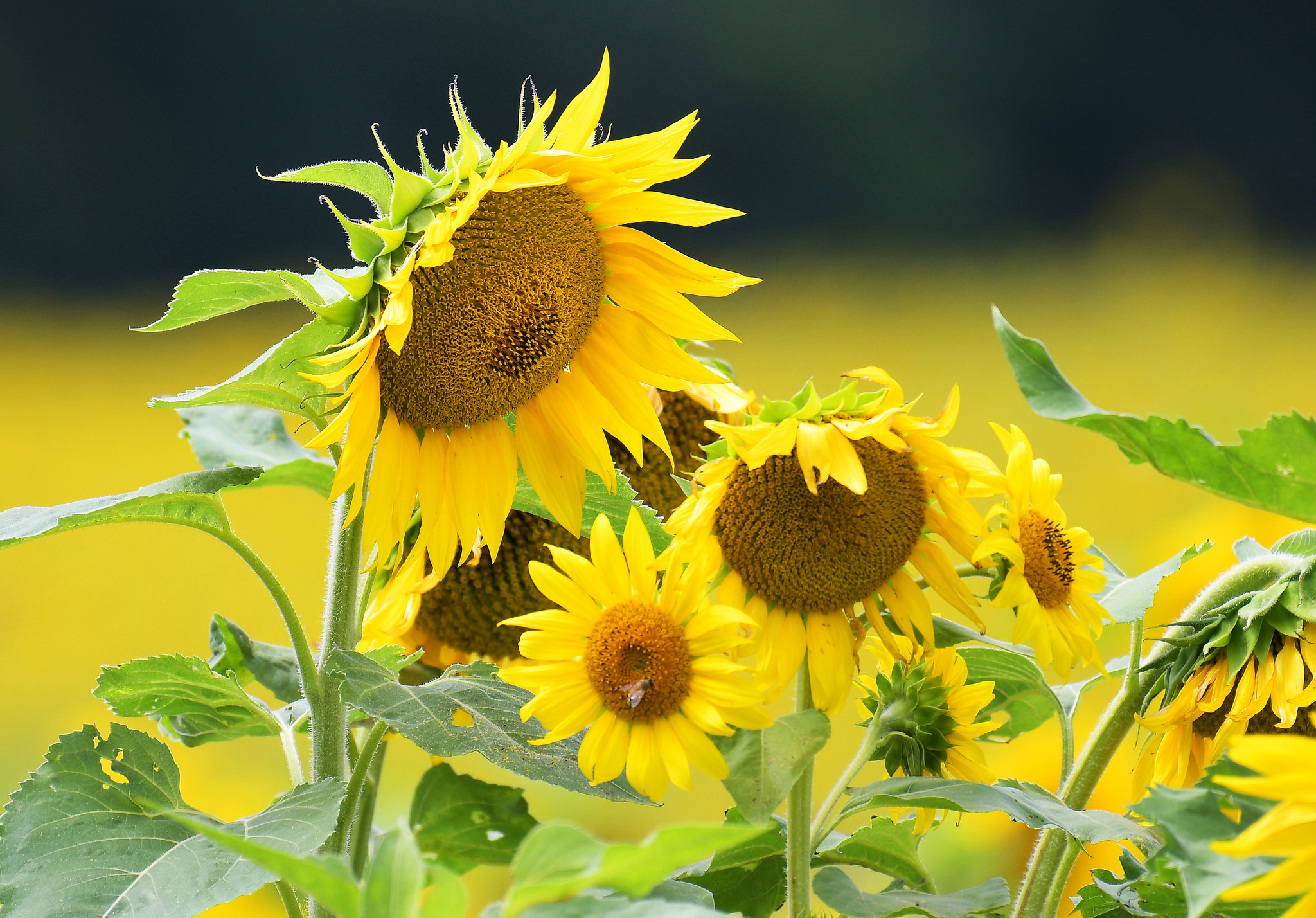 Descarga gratuita de fondo de pantalla para móvil de Naturaleza, Flores, Verano, Flor, Girasol, Flor Amarilla, Tierra/naturaleza.