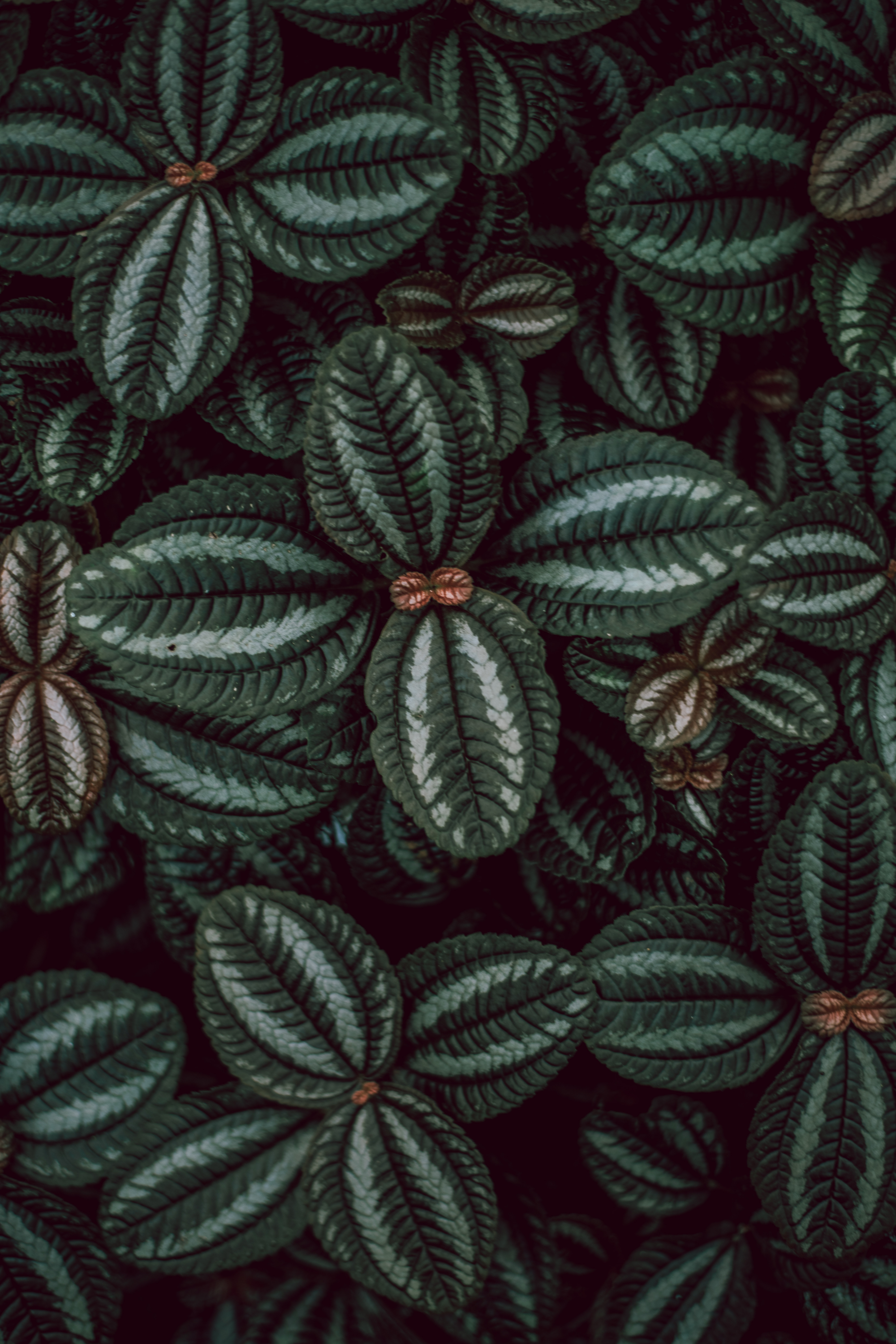 1920x1080 Background leaves, plant, macro, surface, stripes, streaks