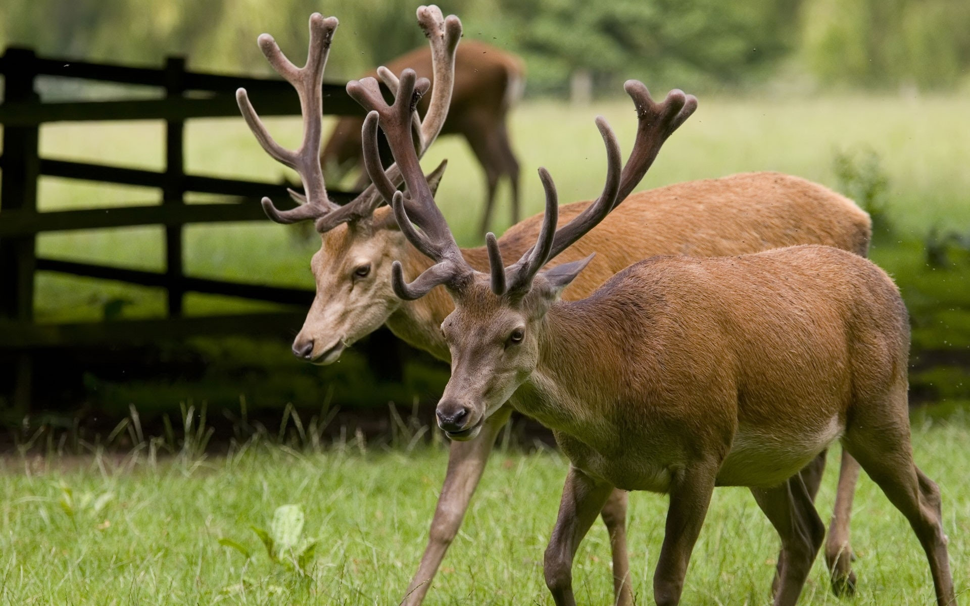 Handy-Wallpaper Tiere, Hirsch kostenlos herunterladen.