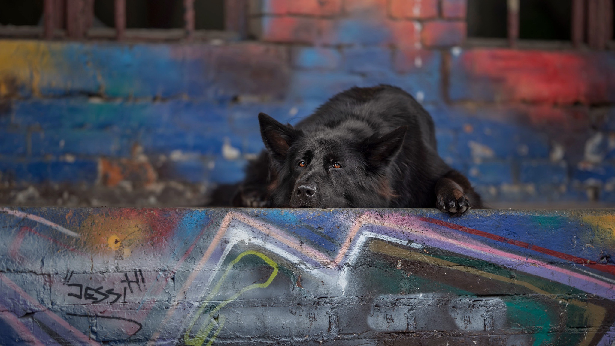 Baixe gratuitamente a imagem Animais, Cães, Pastor Alemão na área de trabalho do seu PC