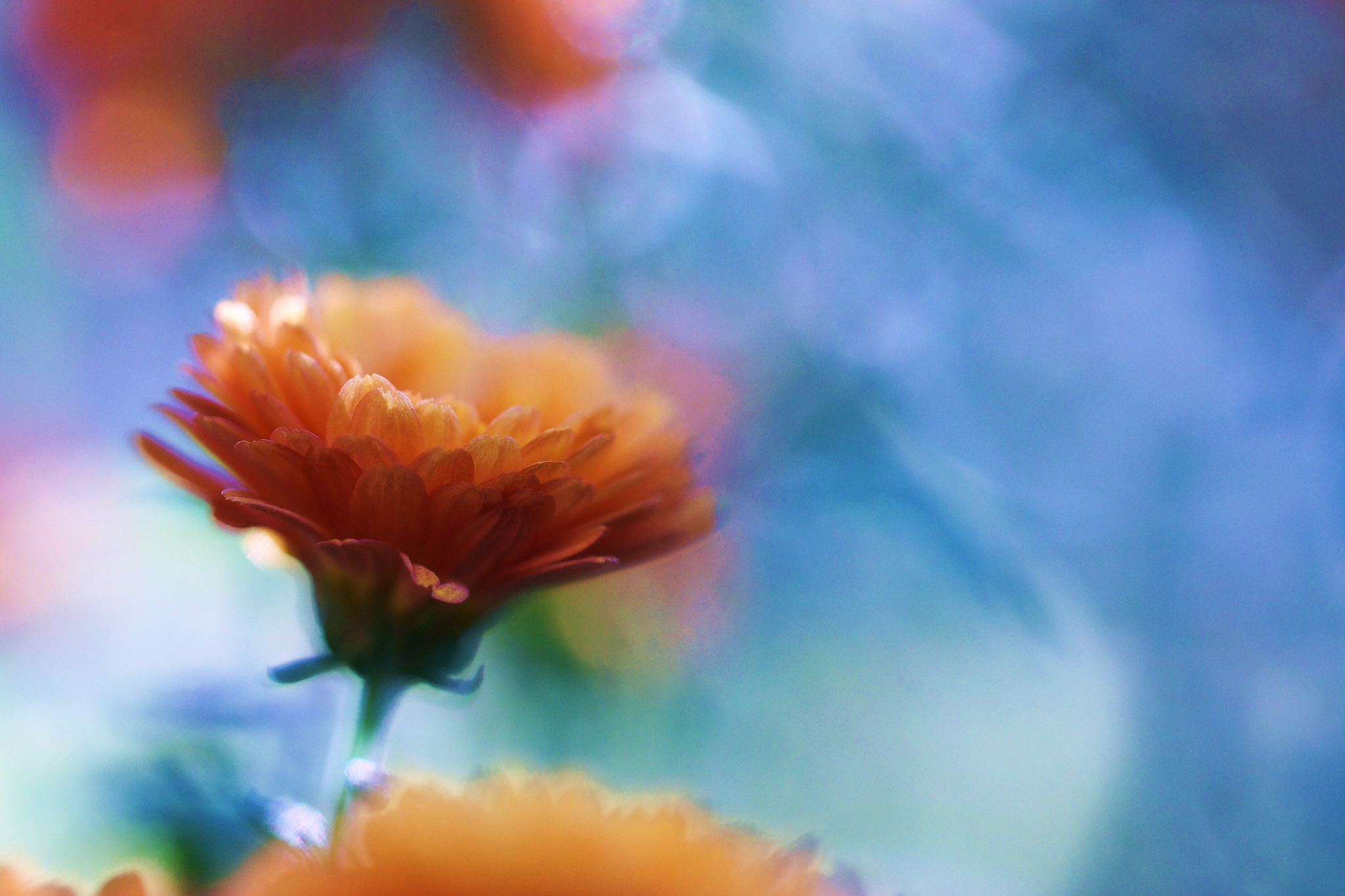 Laden Sie das Natur, Blumen, Blume, Makro, Bokeh, Erde/natur, Orangene Blume, Chrysanthemen-Bild kostenlos auf Ihren PC-Desktop herunter
