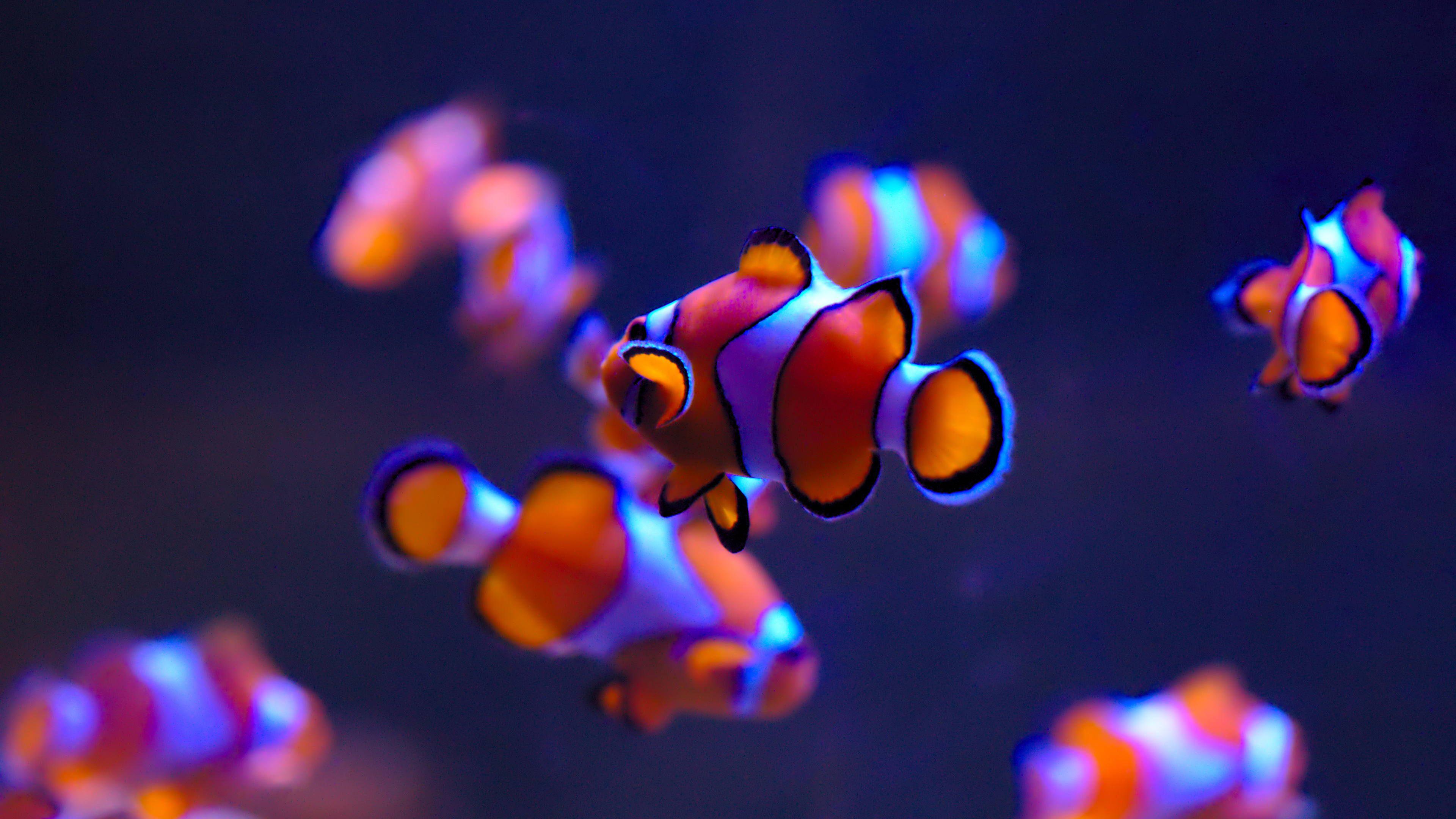 Download mobile wallpaper Water, Fishes, Colors, Animal, Fish, Clownfish for free.