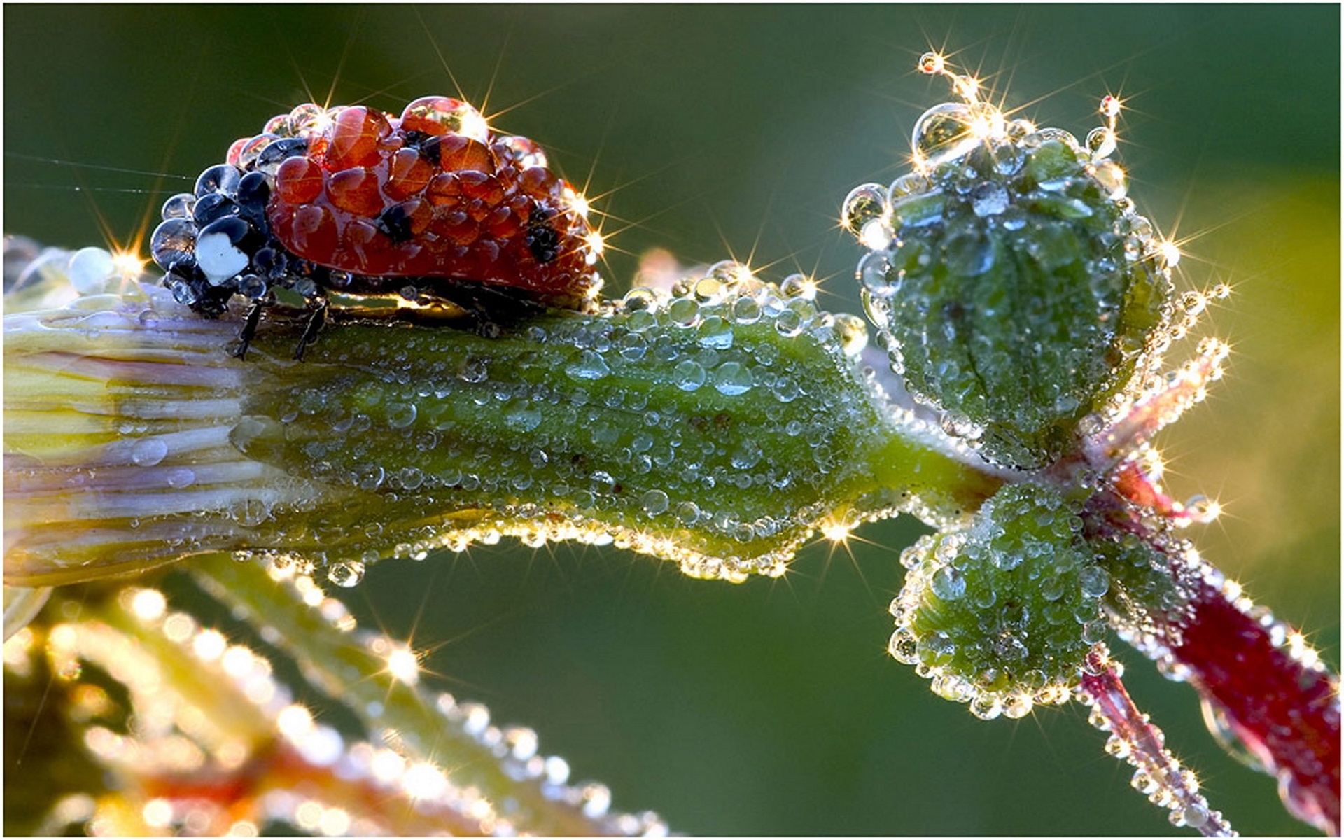 drops, insects, ladybugs, green 4K, Ultra HD
