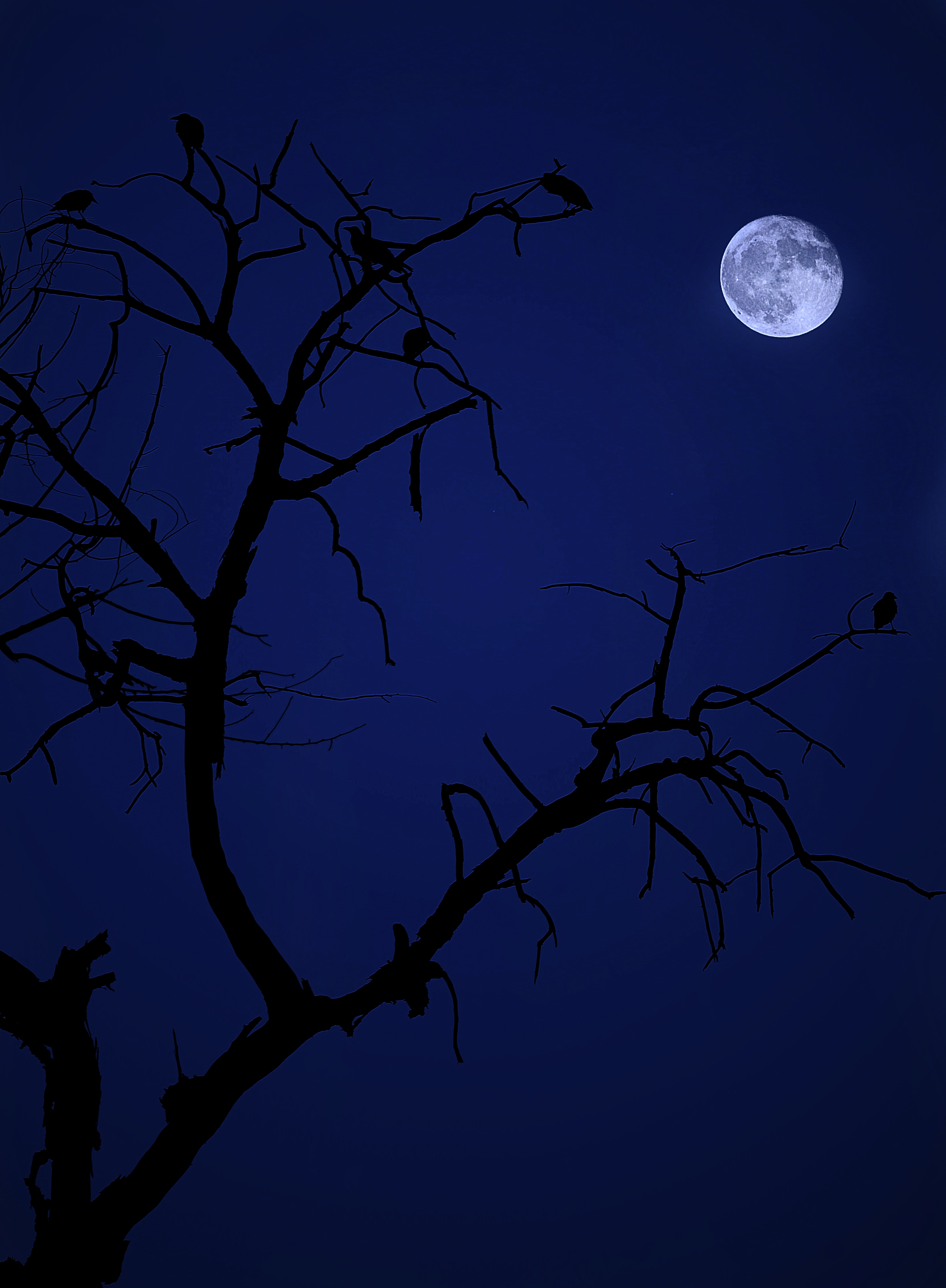 Скачать обои бесплатно Дерево, Темный, Птицы, Луна, Ночь, Темные картинка на рабочий стол ПК