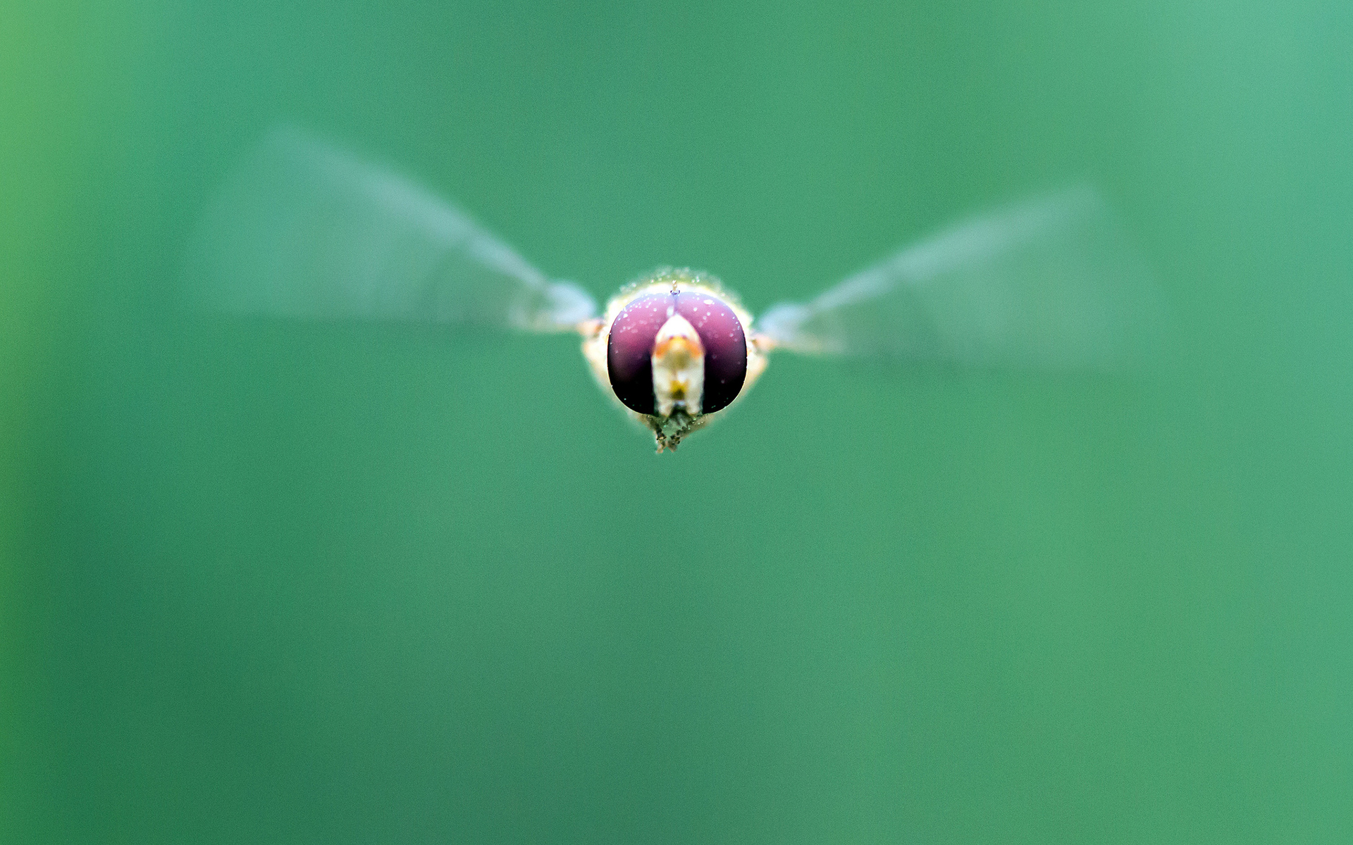 Free download wallpaper Insect, Animal on your PC desktop