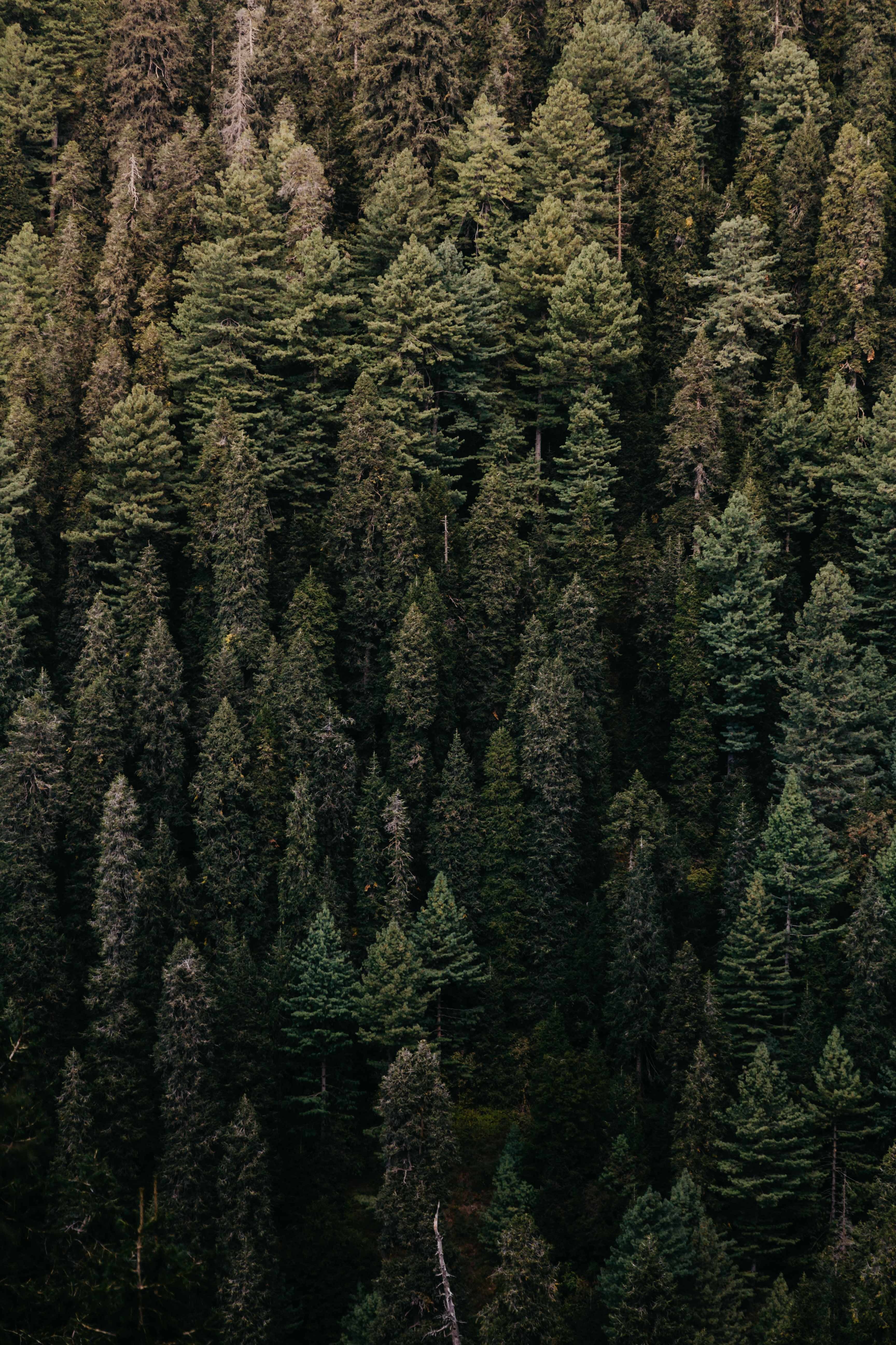 Download mobile wallpaper Trees, View From Above, Forest, Vegetation, Nature for free.