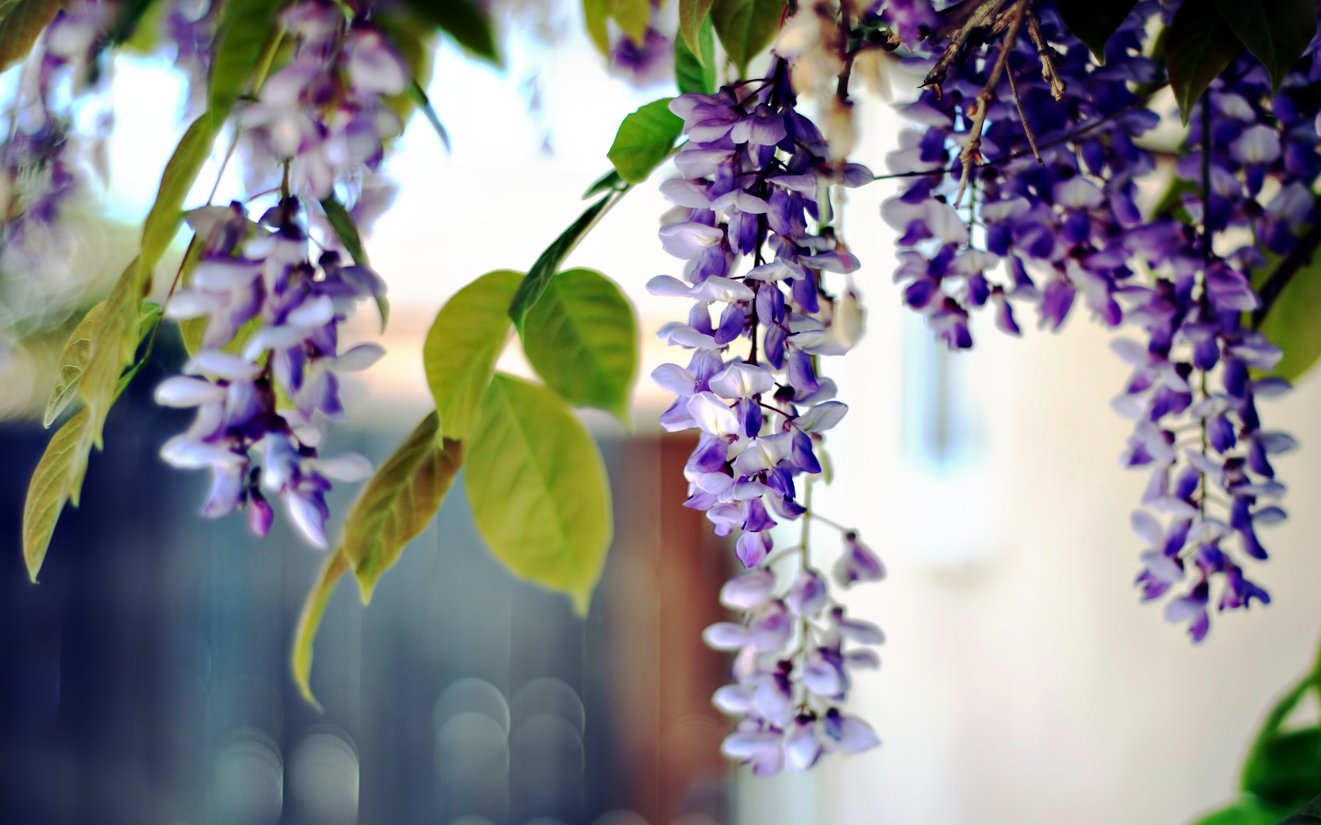 Téléchargez gratuitement l'image Fleurs, Fleur, Terre/nature sur le bureau de votre PC