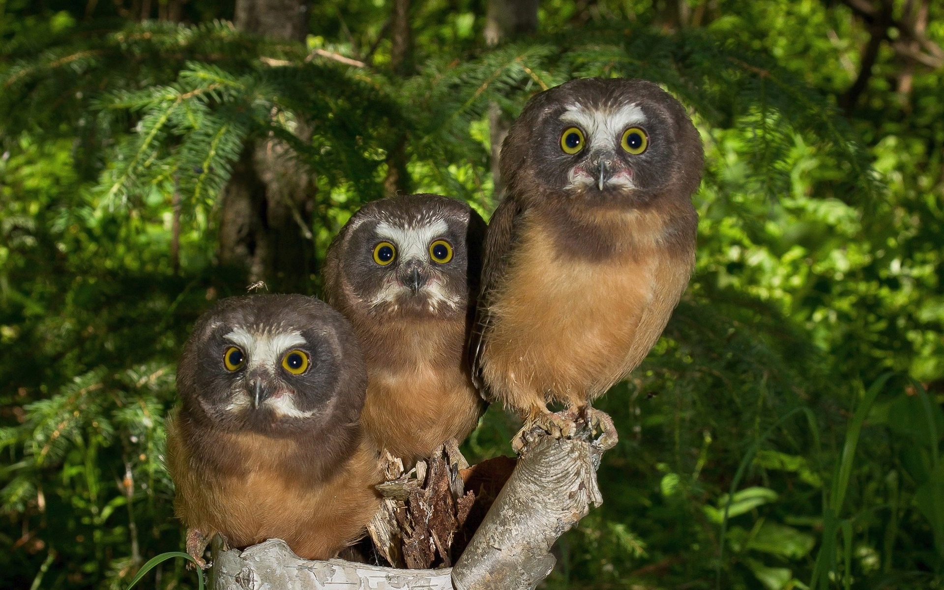 Download mobile wallpaper Birds, Owl, Bird, Animal, Saw Whet Owl for free.