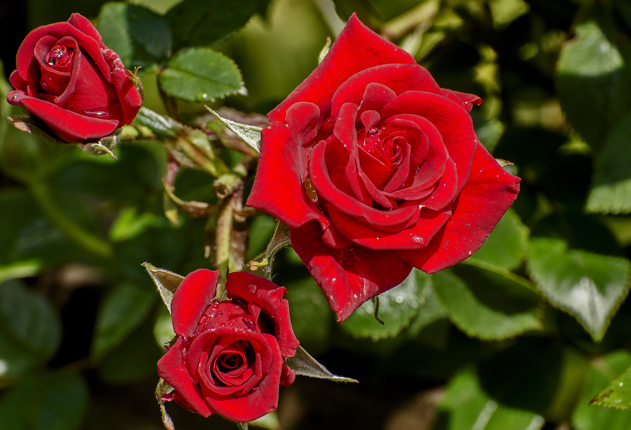 Скачати мобільні шпалери Природа, Квітка, Роза, Земля, Червона Троянда, Червона Квітка, Впритул, Флауерзи безкоштовно.