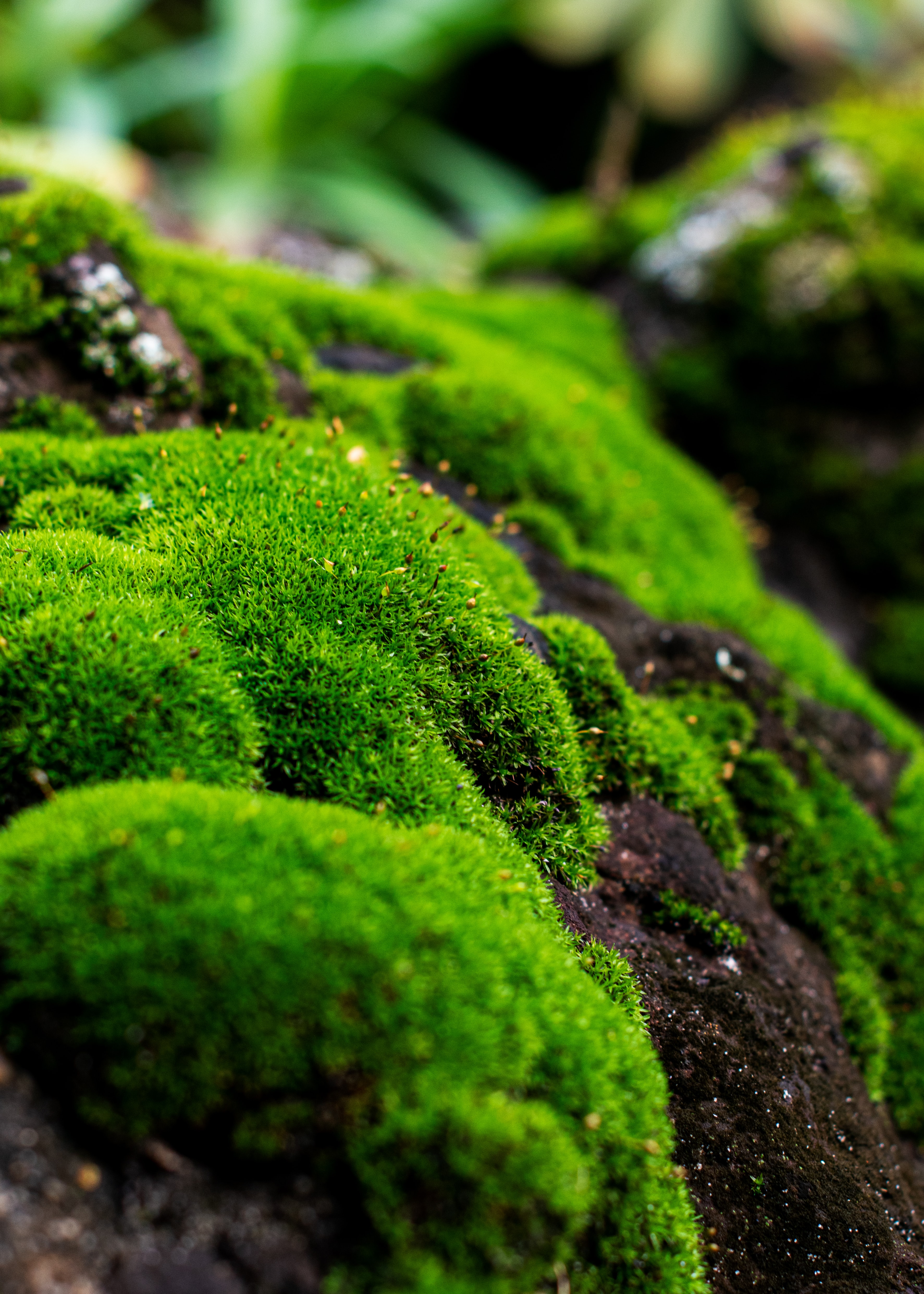 moss, plant, macro, lichen Full HD