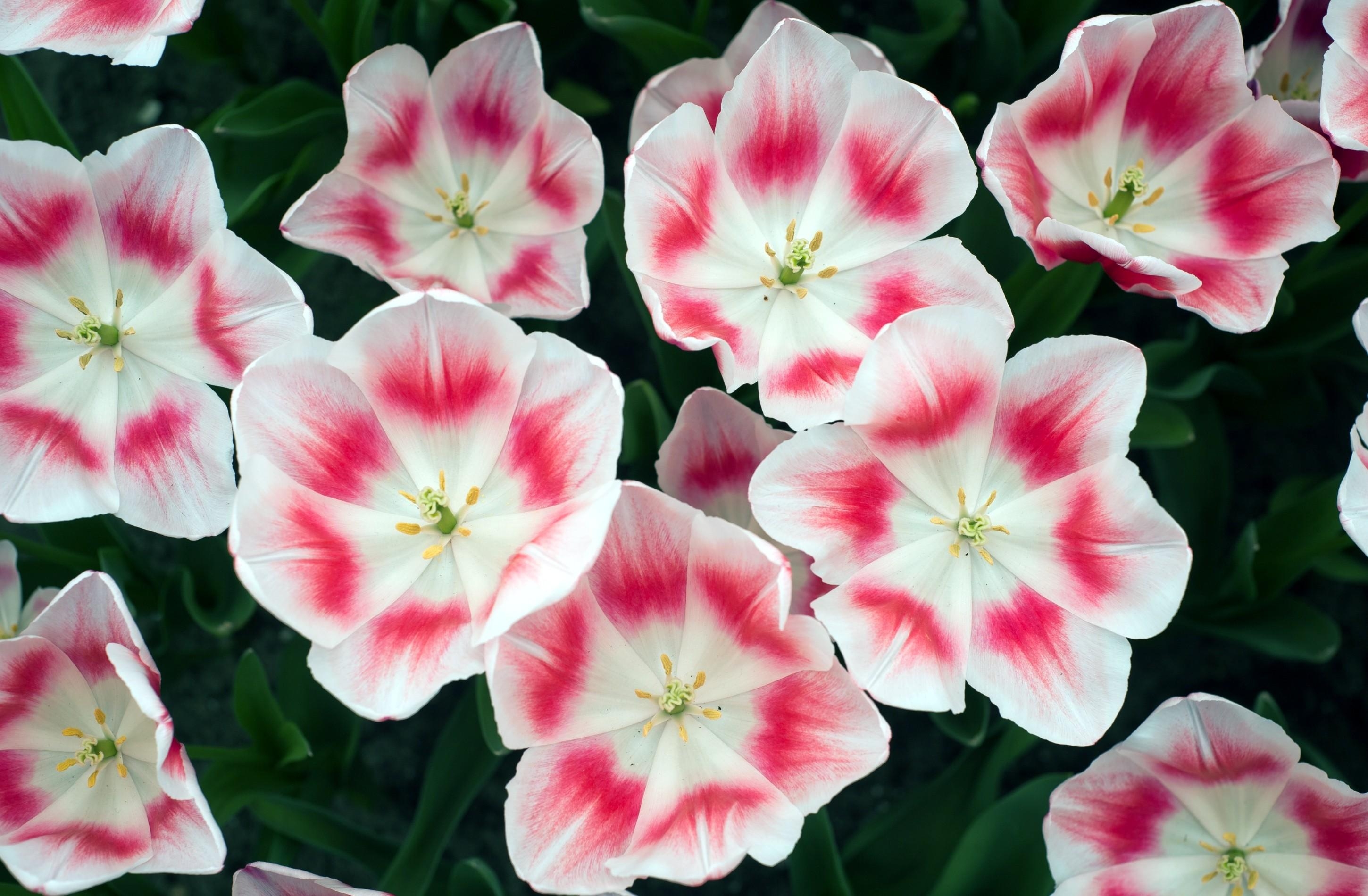 84966 télécharger l'image fleurs, tulipes, parterre de fleurs, parterre, démantelé, lâche, bicolore - fonds d'écran et économiseurs d'écran gratuits