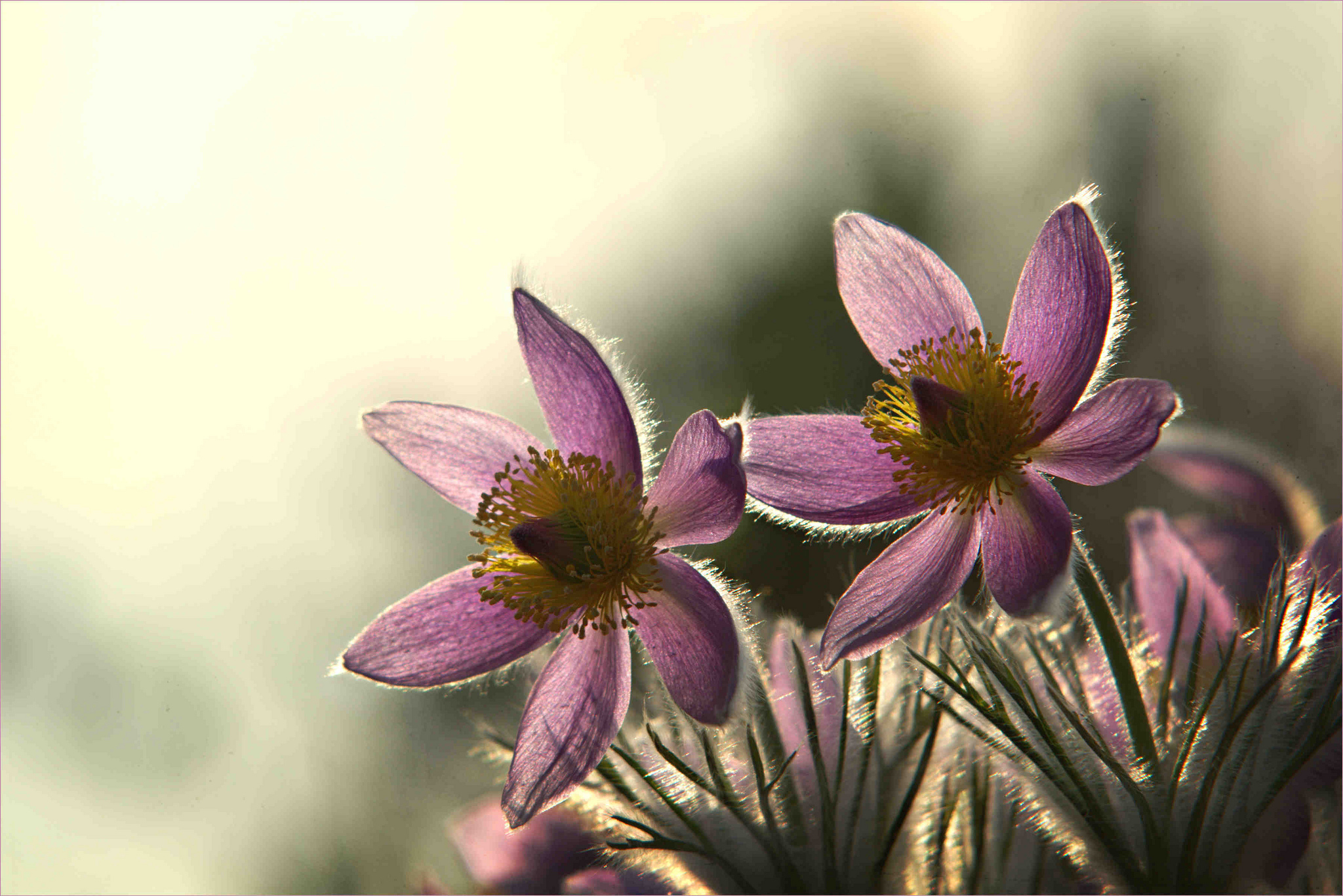 Téléchargez gratuitement l'image Fleurs, Fleur, Terre/nature sur le bureau de votre PC