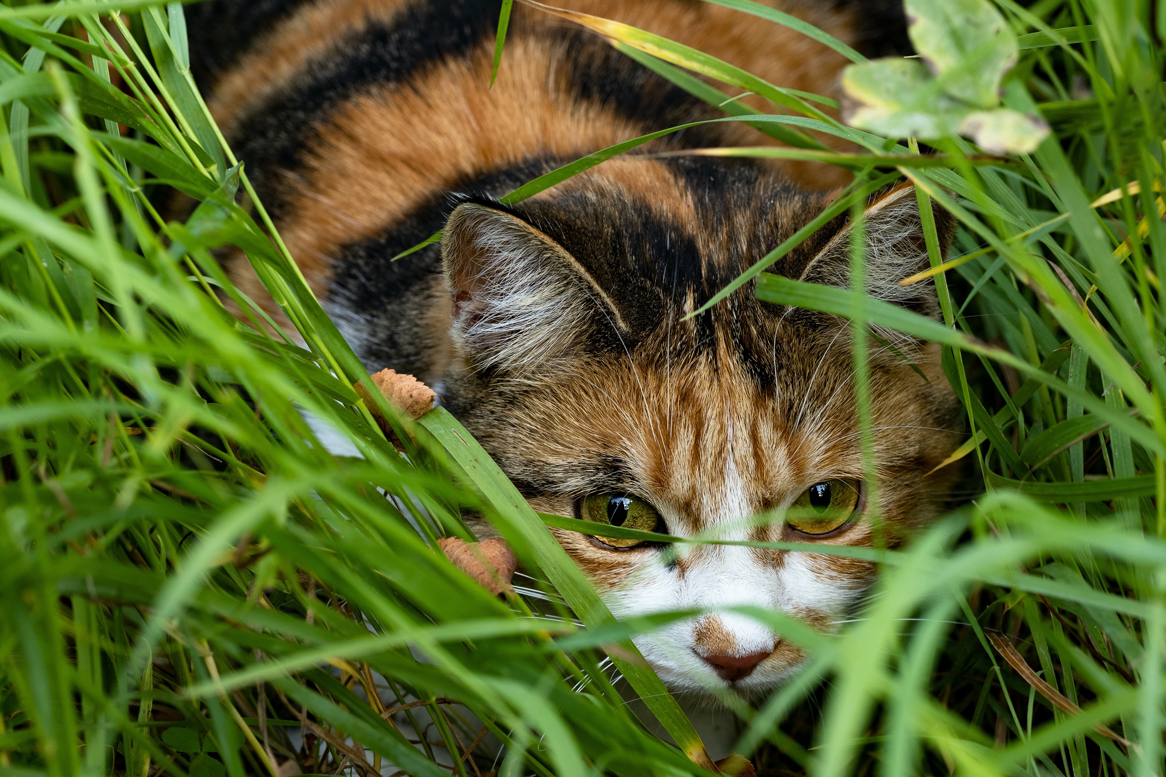 PCデスクトップに動物, ネコ, 猫画像を無料でダウンロード