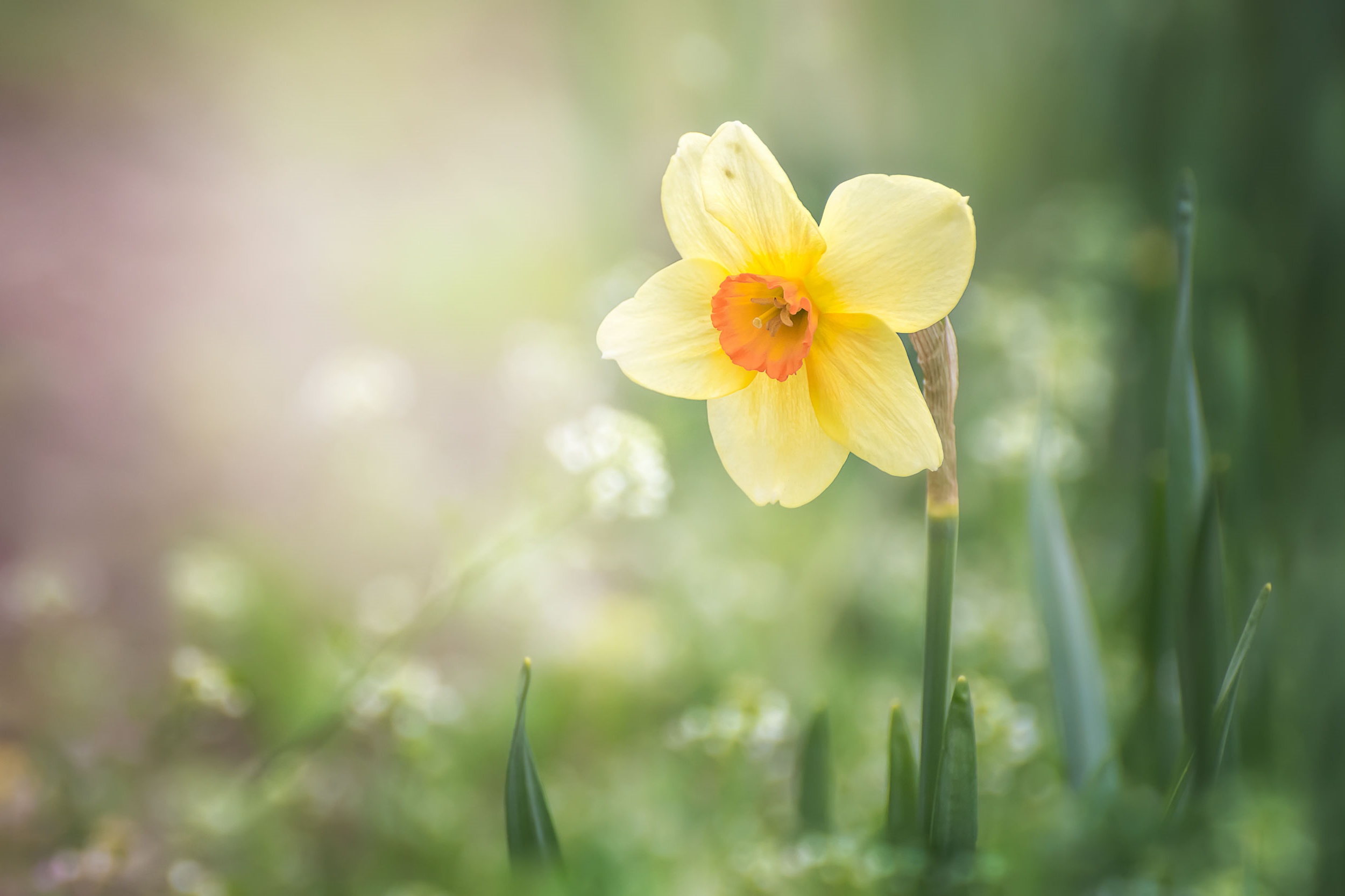 Laden Sie das Natur, Blumen, Narzissen, Blume, Gelbe Blume, Erde/natur-Bild kostenlos auf Ihren PC-Desktop herunter