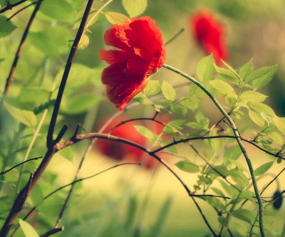 Descarga gratuita de fondo de pantalla para móvil de Naturaleza, Flores, Flor, Tierra/naturaleza.