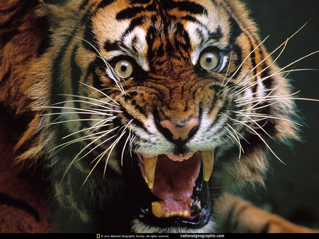 1516681 descargar fondo de pantalla tigre, animales, dientes: protectores de pantalla e imágenes gratis