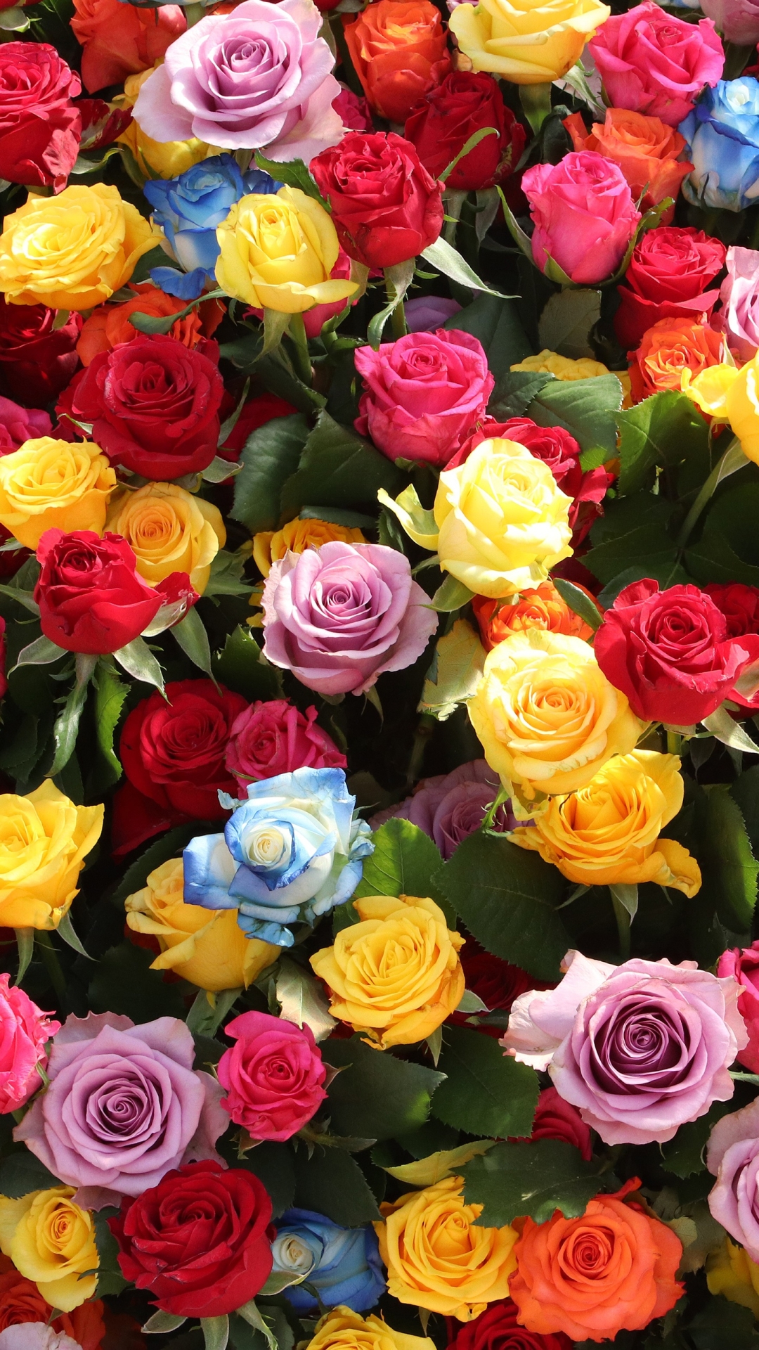 Handy-Wallpaper Natur, Blumen, Blume, Rose, Gelbe Blume, Rote Blume, Erde/natur, Pinke Blume kostenlos herunterladen.