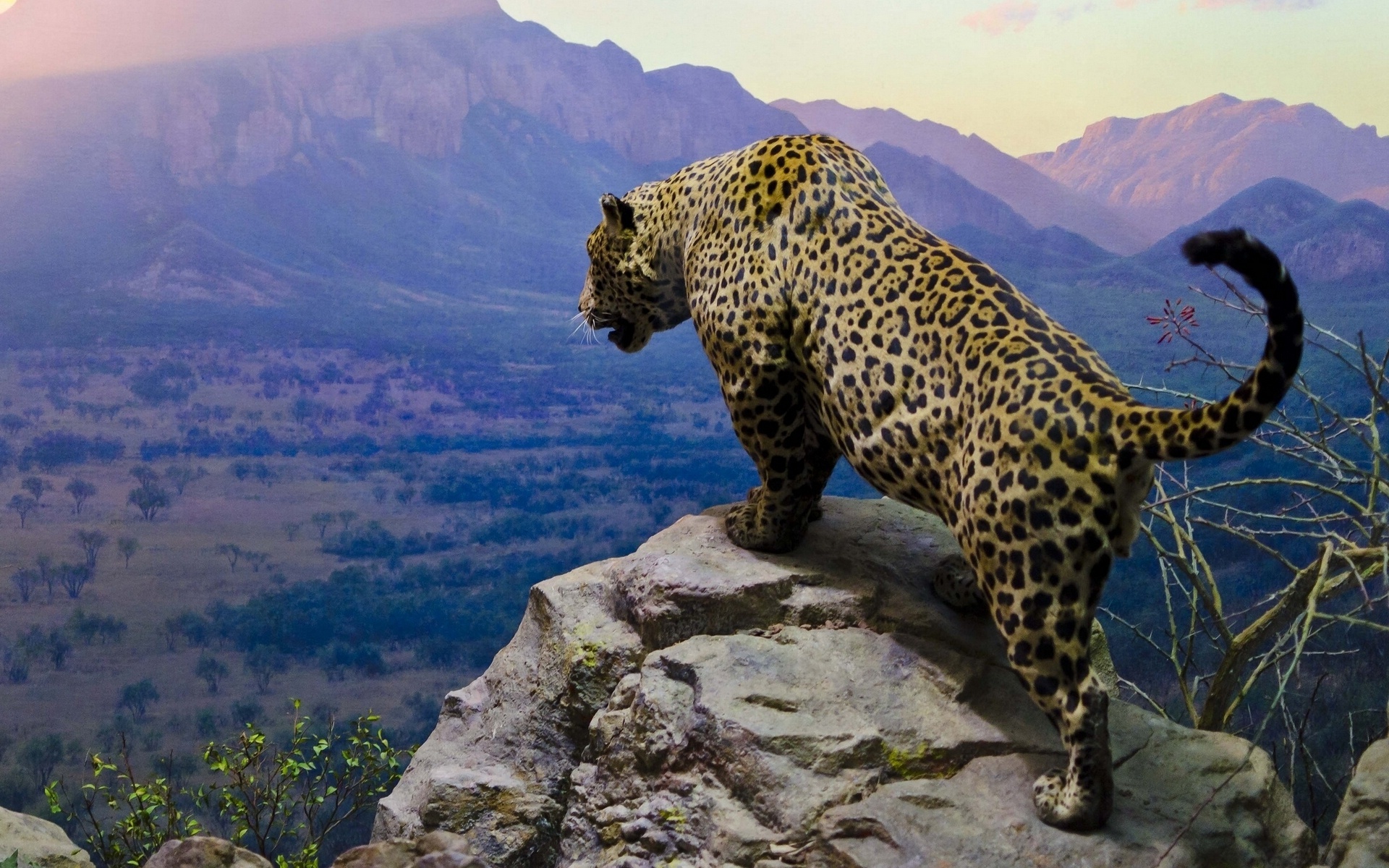 311826 Bild herunterladen tiere, jaguar, katzen - Hintergrundbilder und Bildschirmschoner kostenlos